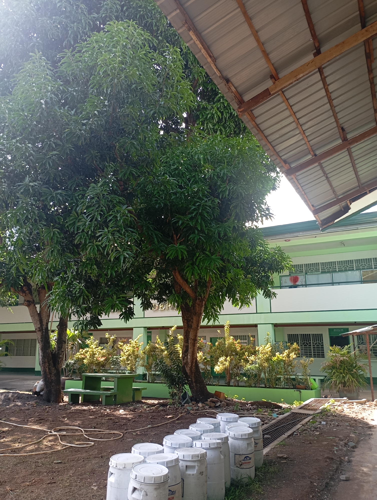 The image captures a bright, sunny outdoor scene at what appears to be a school or institutional building in Davao City, Philippines. Dominating the left and center foreground are two large, verdant trees, likely mango trees, whose dense foliage fills much of the upper frame.
In the mid-ground, beneath the trees, a green concrete picnic table with matching benches is situated on the dusty brown ground. A person, dressed in dark clothing, is visible sitting or crouching near the base of the left tree, partially obscured. A yellow-colored hose is coiled on the ground to the left of the table. To the right, a row of white plastic barrels with white lids are lined up; text like "SUPER CLEAN" and "CHLOR" is discernible on some of them. Adjacent to the barrels is a metal drainage grate.
The background features a two-story building painted in light green and white. The upper floor includes a balcony with a white railing, where a prominent red heart shape is displayed on the wall, above some faint, indistinct text. Another sign with blurry text is on the right side of the balcony. The building has numerous windows, many fitted with decorative grilles. Various green and yellow-green shrubs are planted in beds along the building's facade.
In the upper right, a corrugated metal roof structure supported by wooden beams partially extends into the frame. The bright sunlight suggests daytime, possibly morning or early afternoon, casting distinct shadows. The overall atmosphere is tranquil.