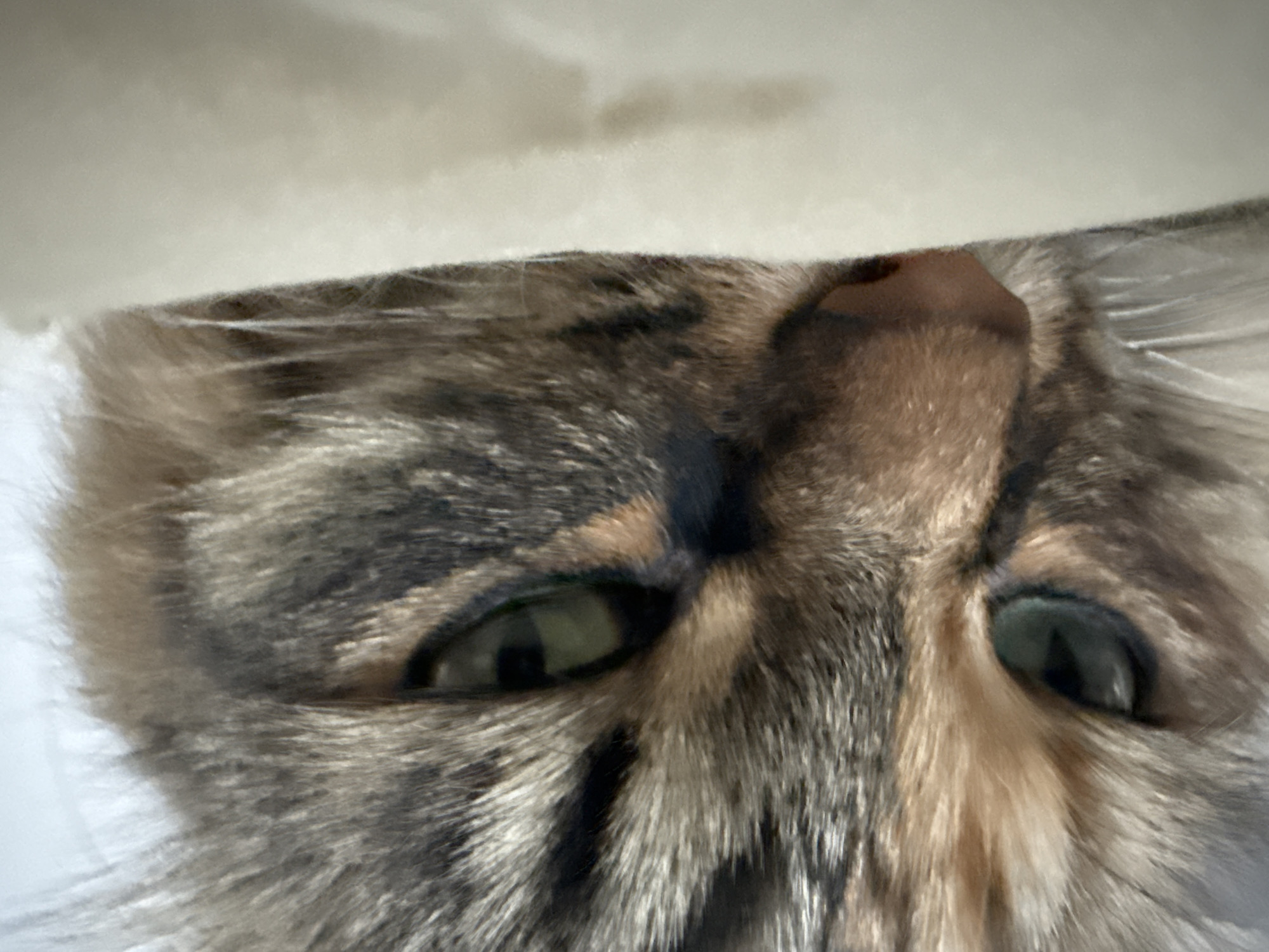 The image shows a close-up, inverted view of a cat's face. The cat has green eyes, a pink nose, and brown and grey fur. A white surface is visible at the top of the frame. The image does not provide any information about the location in Votkinsk, Russia.