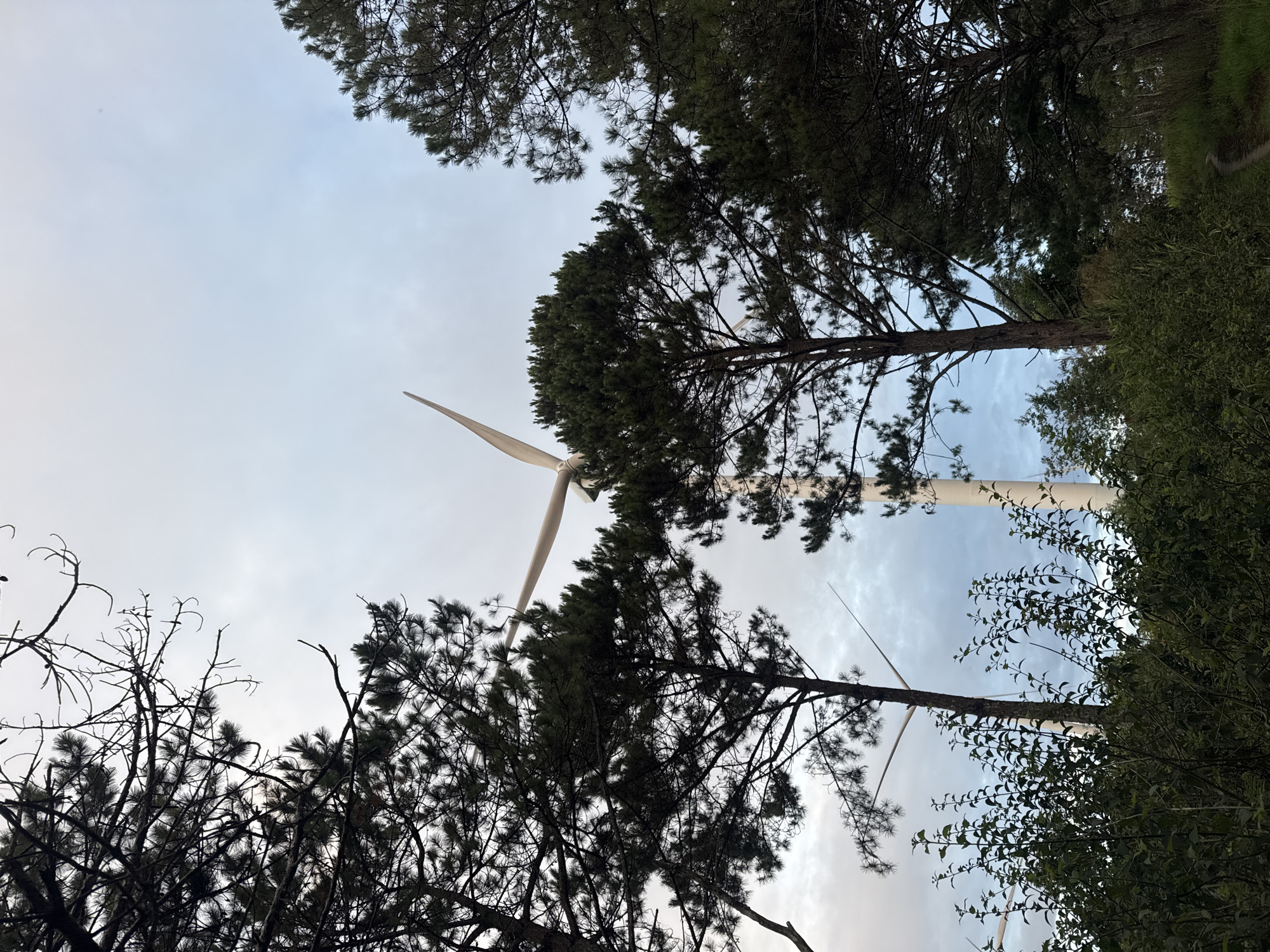 The image, taken from a low angle, depicts a wind turbine partially obscured by trees. The sky is visible between the branches, with a mix of cloudy and clear patches. The trees are a mix of evergreen and deciduous varieties. The wind turbine has three blades, and a portion of its tower is visible. The location is potentially near the city of Phát Chi, Vietnam, based on the prompt, though visual elements alone cannot confirm this. There are no people visible in the image.