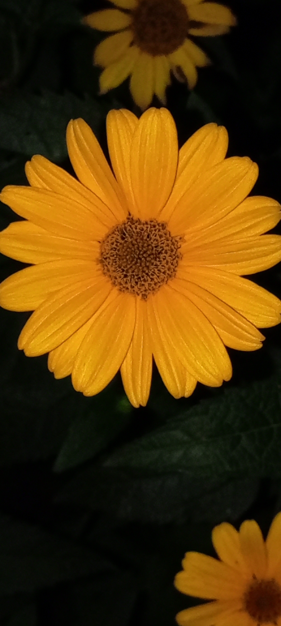 This is a close-up, vertical, outdoor photograph of two yellow daisy-like flowers against a dark, out-of-focus background of green leaves. The primary subject is a large, vibrant yellow flower in the foreground, filling most of the frame. Its petals are numerous, elongated, and have a ribbed texture, fanning out from a dark brown, textured center. A second, smaller yellow flower is visible in the upper background, also out of focus. The lighting is low, creating a dramatic effect and emphasizing the bright yellow of the petals. There are no people or discernible man-made objects in the image. The location is not specified within the image itself.