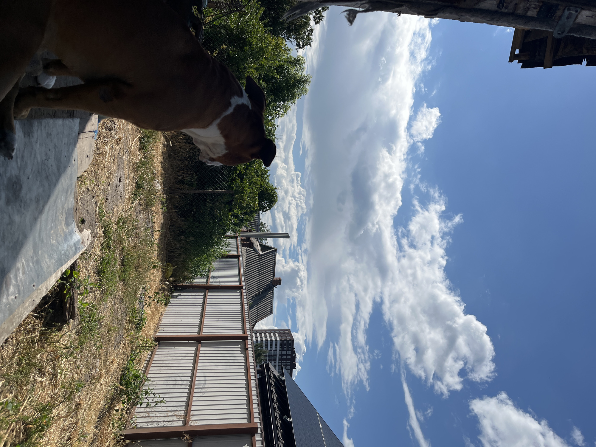 A brown and white dog sits facing away from the camera, looking out at a yard with dry grass. Behind the yard is a metal fence and lush green trees. Beyond the trees, several buildings are visible, including a multi-story apartment building. The sky is blue with scattered white clouds. The scene appears to be a residential area in the city of Dnipro, Ukraine.