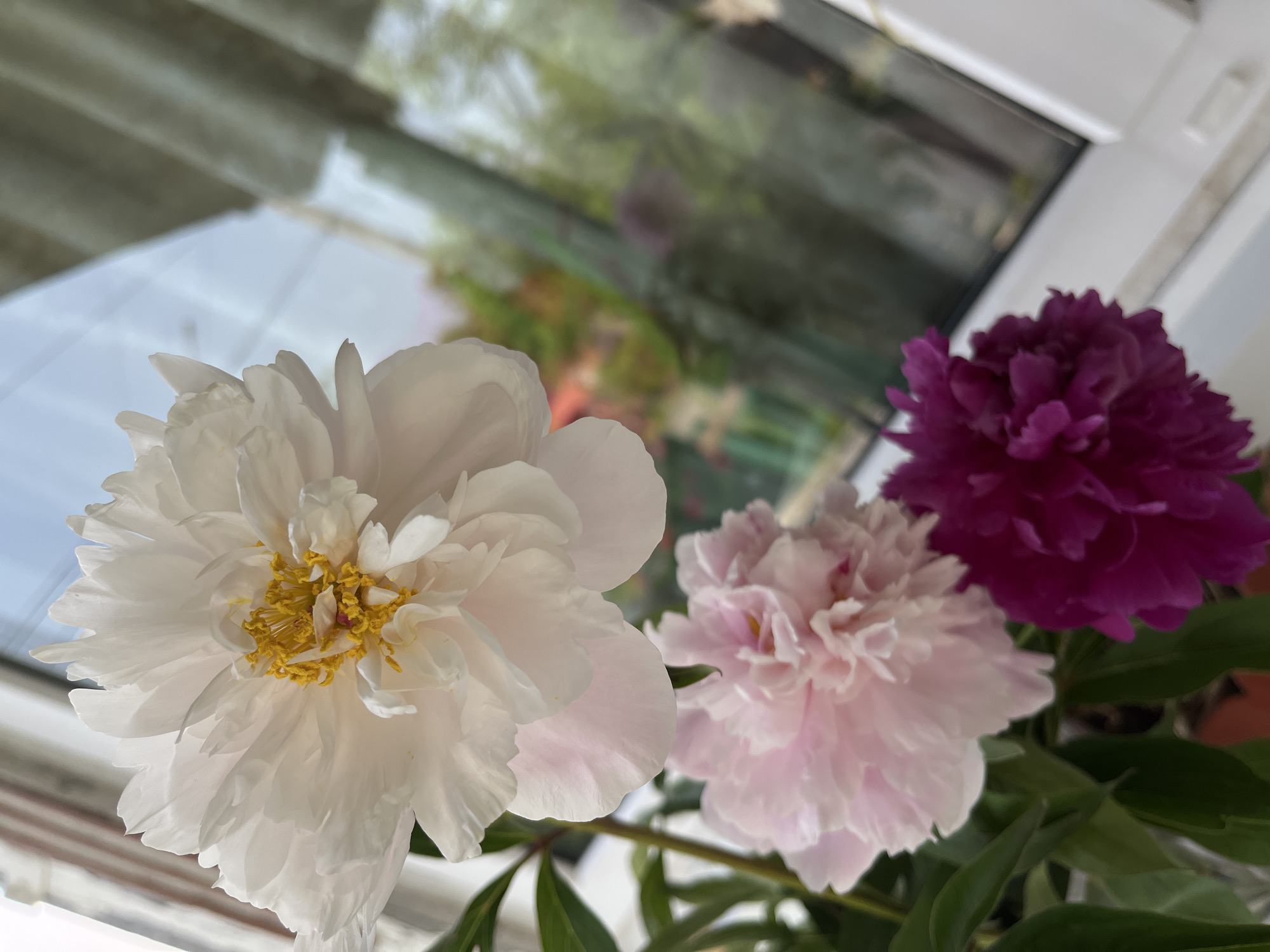 The image displays a close-up view of three peony flowers with their petals ranging in color from white to light pink and deep magenta. The white peony, positioned at the top and slightly to the left, features prominent yellow stamens in its center. Below it, a light pink peony is visible, followed by a dark magenta peony at the bottom right. The flowers are set against a backdrop that appears to be indoors, near a window. Reflections of greenery and structures are visible on the windowpane, suggesting an outdoor environment beyond. The scene is devoid of any people or actions. The overall impression is a still life composition of blooming peonies, likely photographed within a residential setting in Petropavlovsk-Kamchatsky, Russia.