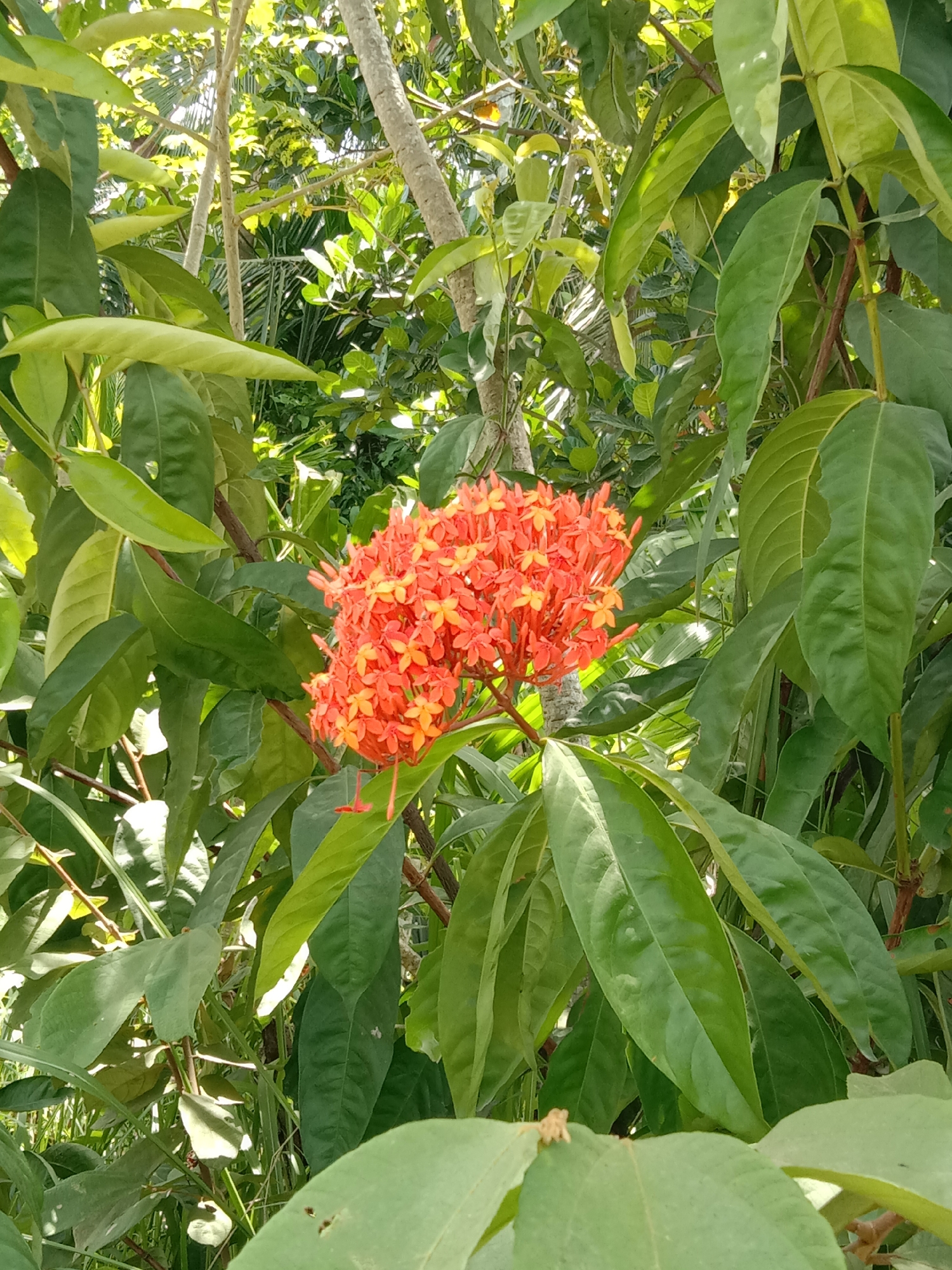 The image depicts a cluster of orange flowers, possibly Ixora, nestled within lush green foliage. The plant is located outdoors, likely in a garden or natural environment. The background shows other trees and vegetation, suggesting a tropical or subtropical setting. The location is identified as Blangkarieng, Indonesia, but no specific man-made structures, people, or interactions are visible. The scene appears to be focused on the natural beauty of the flora.