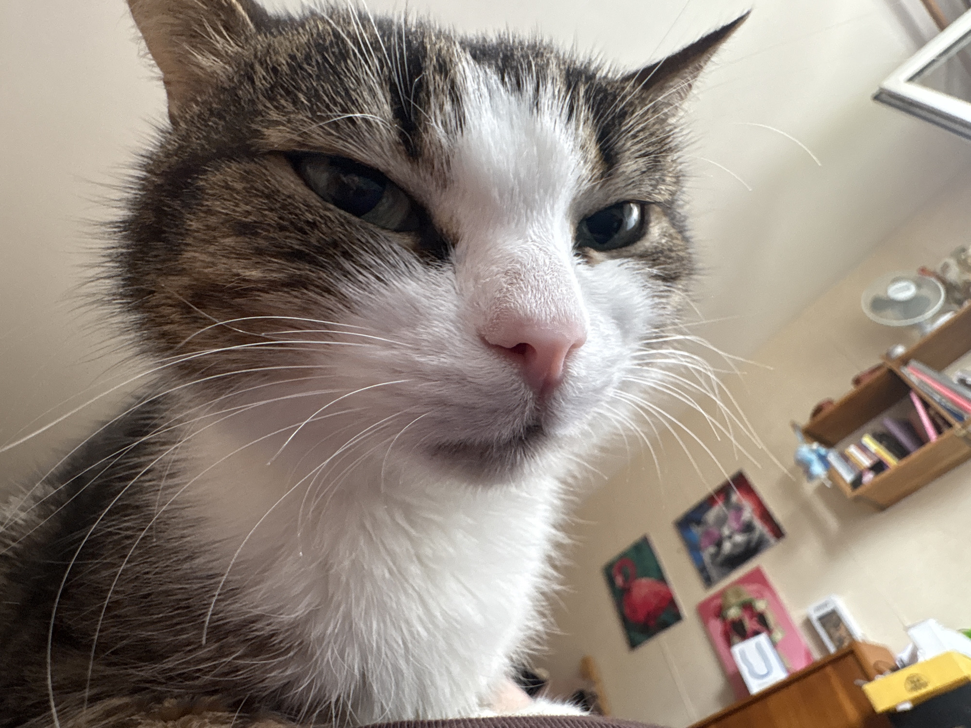 The image is a close-up, low-angle shot of a tabby and white cat's face. The cat is looking directly at the camera with its eyes partially closed. Its nose is pink, and its whiskers are long and white. The background is blurred, but appears to be an indoor setting with a wall, a shelf with various items, and a small fan. There is no indication of the city of Khimki, Russia, or any specific location within it. The scene is static and depicts only the cat.