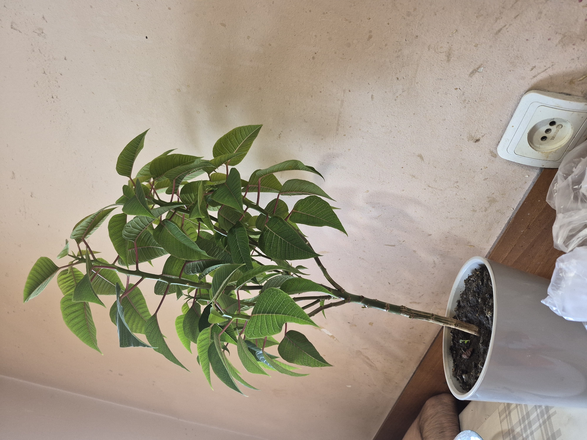 A potted plant with green leaves and reddish stems sits on a surface next to a light-colored wall. The wall appears textured and has some marks or stains. To the right of the plant, a white electrical socket with three circular openings is visible on the wall. Below the plant, on the surface, are some plastic bags. A person's leg is partially visible on the left side of the frame. The scene appears to be indoors. There is no indication of the city of Yerevan, Armenia.