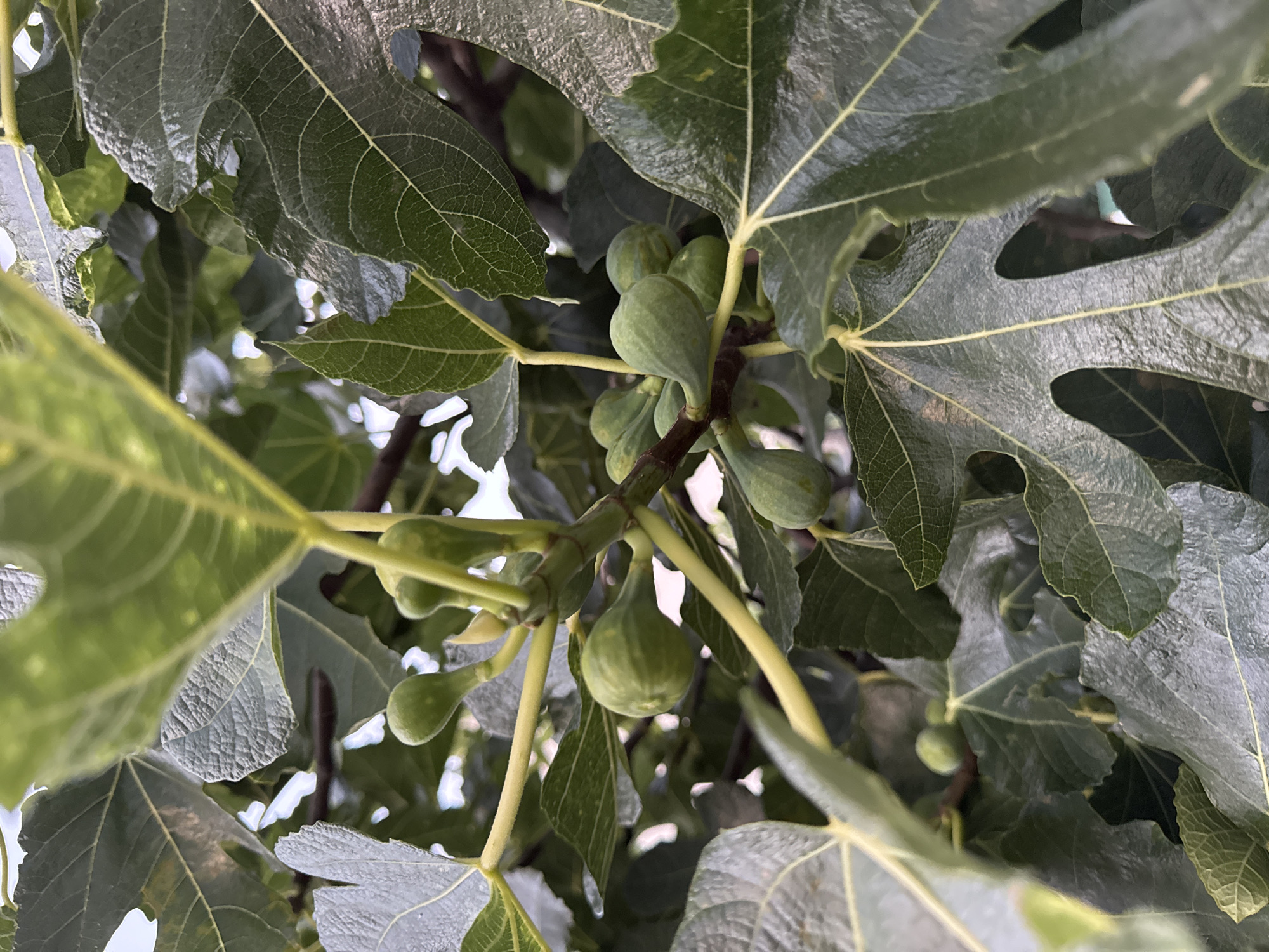 The image is a close-up shot of a fig tree branch with several small, green, immature figs. The figs are clustered on a thin, light-colored stem. Large, dark green, lobed fig leaves fill the frame, some in focus and some blurred, creating a sense of depth. The lighting suggests it is daytime, with dappled light filtering through the leaves. The background is indistinct, showing more foliage and a hint of bright sky. There are no people or animals visible in the image. The image was taken in Burtaiši, Montenegro.
