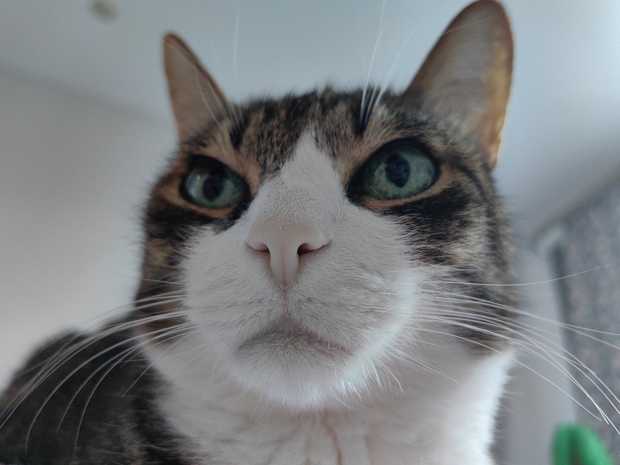 A low-angle, close-up, full-frame shot features a tabby cat's face. The cat has striking green eyes and a white muzzle with prominent whiskers. Its ears are pointed and tilted slightly upwards. The background is a blurry, light-colored surface, possibly a wall or ceiling, with some indistinct shapes in the distance that might be furniture or other objects. The lighting appears to be natural and soft, illuminating the cat's face. There is no indication of the cat's location in Tver, Russia, or any other specific place. The scene is static and focuses solely on the cat's portrait.