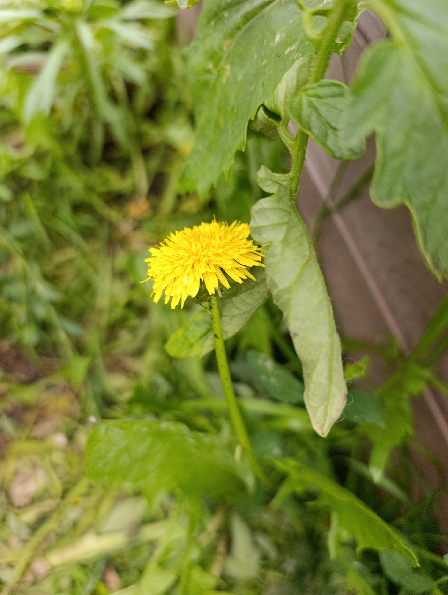 A single, bright yellow dandelion flower is in focus, positioned slightly right of center in the frame. The flower is fully bloomed and has many delicate petals. It stands on a green stem, with some green leaves and foliage surrounding it. The background is a blur of green leaves and a brown wooden fence. The scene appears to be outdoors in a natural setting. There are no people or animals visible in the image. The lighting suggests it is daytime.