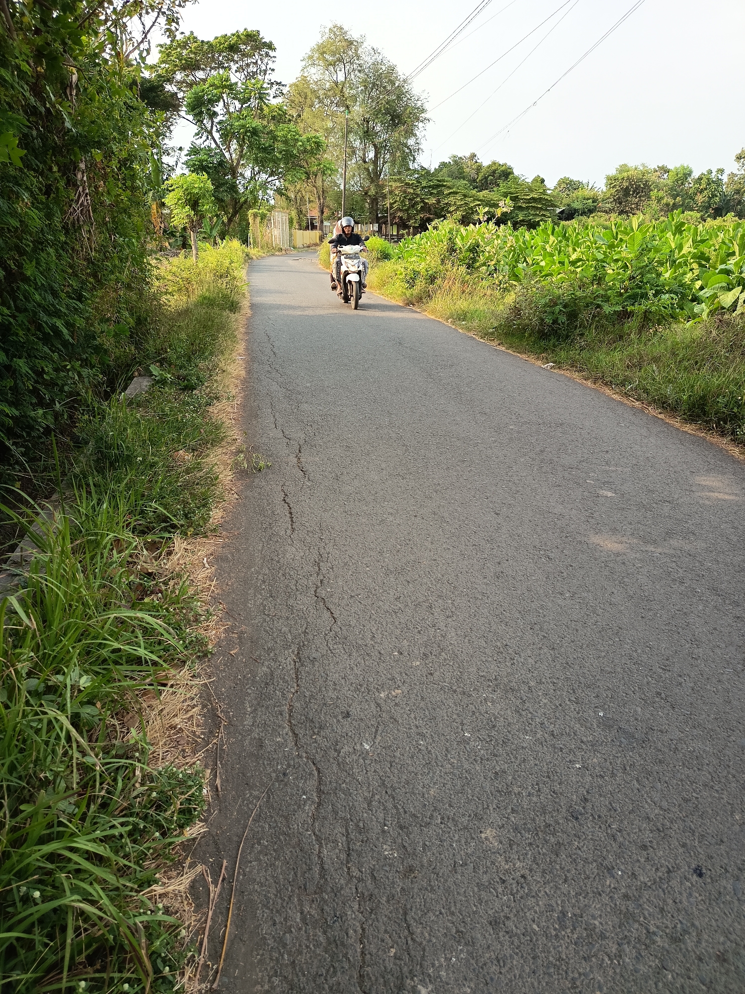A lone motorcyclist rides down a paved road in Kandangjati Wetan, Indonesia. The road is flanked by dense green foliage on the left and a field of crops on the right. The motorcyclist, wearing a dark helmet and jacket, is positioned in the center of the frame, moving away from the viewer. The sky is clear and bright, suggesting daylight. The overall scene depicts a rural or semi-rural setting with a focus on the solitary journey of the motorcyclist through the natural landscape.
