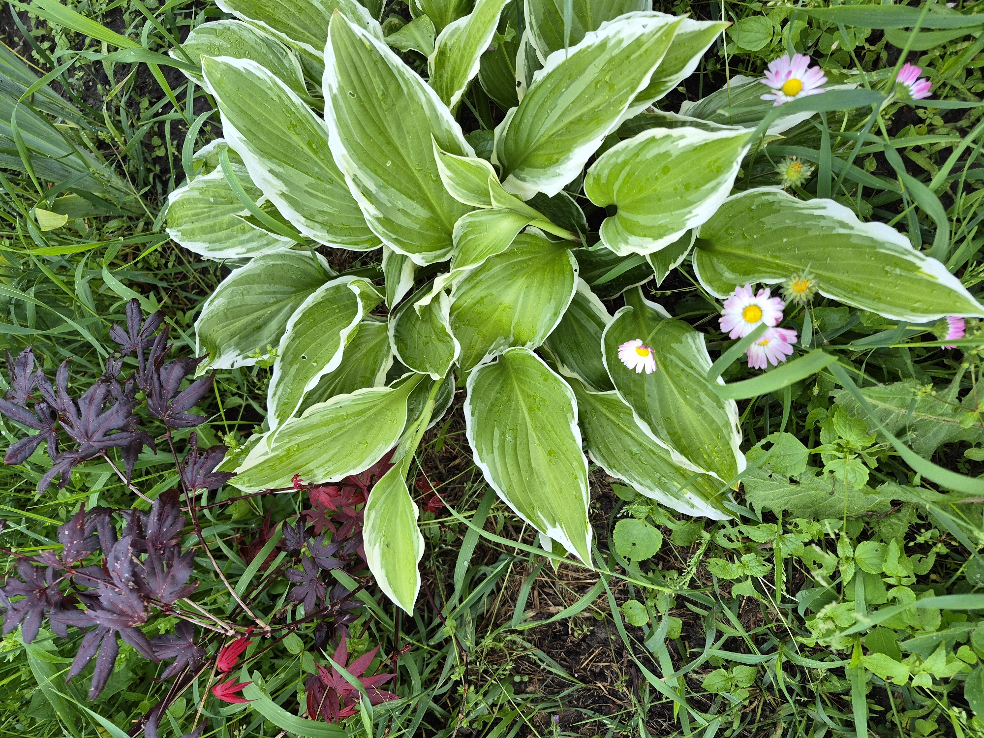 This image depicts a close-up, elevated view of diverse plant life in an outdoor setting within the city of Hlevakha, Ukraine. In the center-right, a large Hosta plant with numerous ovate leaves displays a variegation pattern of light green centers and distinct white margins. Water droplets are visible on the surfaces of these leaves. To the upper left, a cluster of plants exhibits deep red to purplish, palmate leaves, consistent with a Japanese maple (Acer palmatum) cultivar. Below this cluster, smaller saplings or new growth with vibrant red leaves are present. Scattered around the Hosta, particularly in the lower right, are several small daisy-like flowers (likely Bellis perennis) featuring white to light pink petals and prominent yellow centers. The ground is covered with a mix of green grasses, various low-growing weeds, and exposed dark soil, which also shows signs of moisture. No individuals or overt actions are depicted. The scene suggests a cultivated garden area or a naturalized space within an urban environment, viewed under natural light.