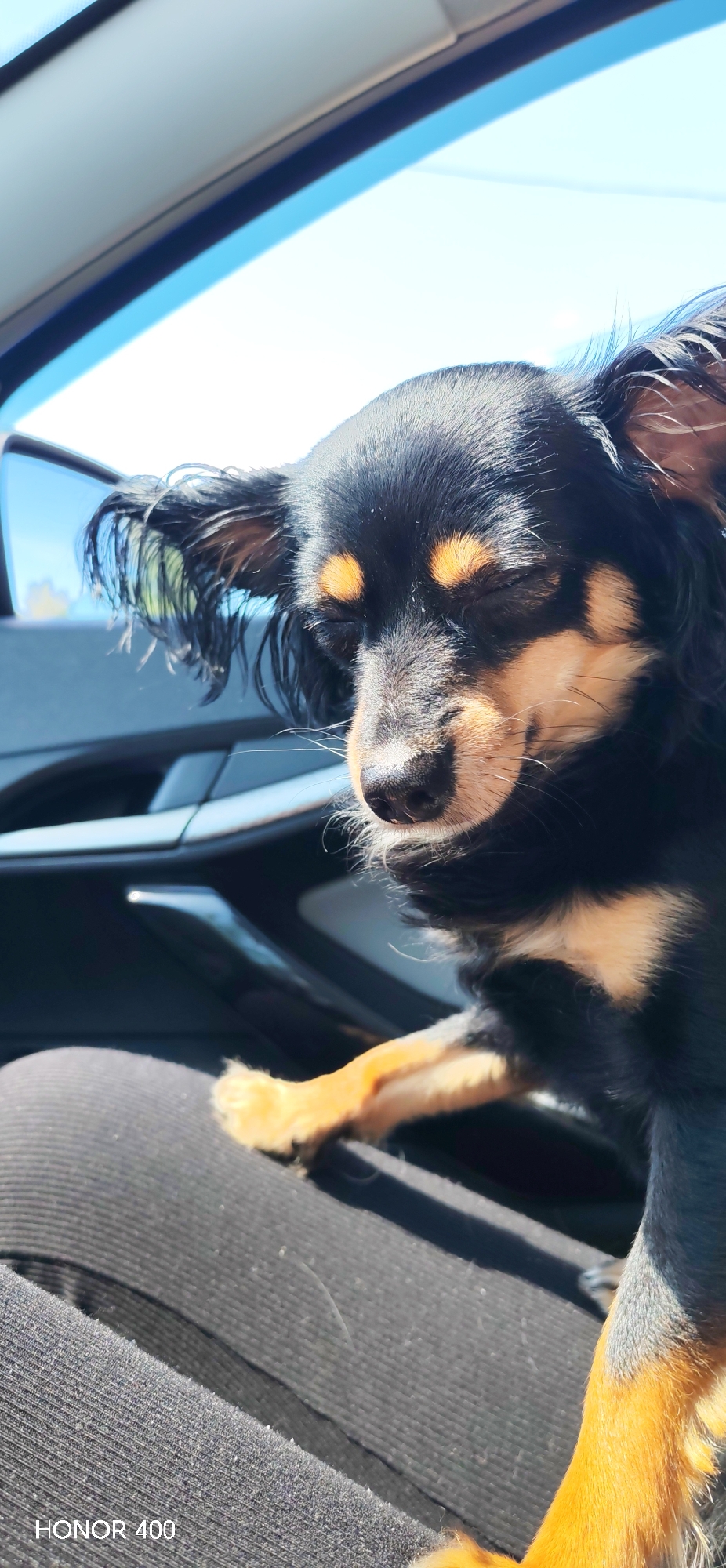An image captured in the city of Chaikovsky, Russia, depicts a small, long-haired, black and tan dog positioned inside a vehicle on a sunny day. The dog, likely a Russian Toy Terrier, has its eyes closed, with tan markings above its eyes, on its muzzle, chest, and paws. Its long, dark ear fur appears to be slightly ruffled. The dog's front paws rest on a person's leg, which is clad in black, ribbed fabric. Behind the dog, parts of a dark car door panel are visible, along with a blurred reflection in what appears to be a side mirror. The background beyond the car window shows a clear, bright blue sky with a hint of white cloudiness. Bright natural light illuminates the scene. The "HONOR 400" watermark is visible in the lower-left corner.