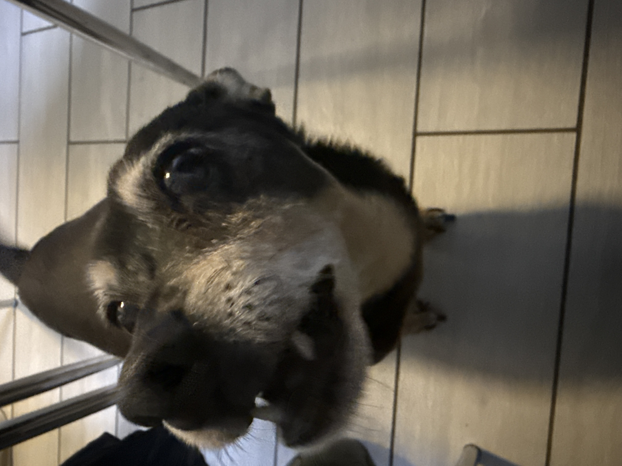 A close-up, high-angle, over-the-shoulder shot shows a dog's face looking upwards towards the camera. The dog is dark brown and gray, with large, dark eyes and a slightly open mouth. The dog's nose is black and wet. The background consists of light-colored tiled flooring and dark chair legs. The overall lighting is dim, with the exception of a bright reflection in the dog's eyes. There are no identifiable landmarks or contextual clues that would place this image in the city of Varna, Bulgaria.