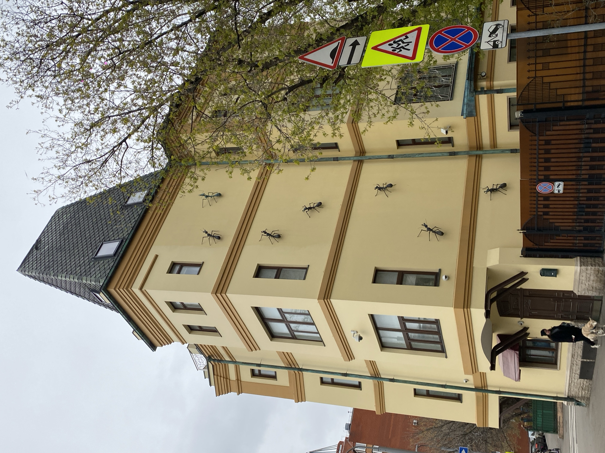 An outdoor, slightly tilted, medium shot captures a unique building facade and street scene in Moscow, Russia. The multi-story building, painted in a light yellow or cream color with brown trim, features numerous large, metallic black ant sculptures crawling up its walls, suggesting an artistic or thematic design. Windows with dark frames are visible on various levels. The building has a dark gray tiled roof with a skylight.
A large tree with sparse, light green spring foliage partially covers the upper left portion of the image, obscuring parts of the building and the overcast sky. Hanging above the street, visible through the tree branches, are several Russian traffic signs: a yellow triangular "Children" warning sign, a white rectangular "Mandatory Straight Ahead" sign, a red triangular "Dangerous Turn" sign, a blue circular "No Stopping" sign, and a white rectangular "No Entry for Vehicles" sign. Another "No Stopping" sign and a small white square sign with an ant icon are affixed to a dark brown metal gate on the right side of the image, belonging to the same property.
On the sidewalk near the building's entrance, which has a dark brown door and a light brown awning, a person in dark clothing is walking two light-colored dogs. The street is visible in the lower right corner, with hints of other buildings and a vehicle. The overall impression is a cloudy daytime scene with a distinctive architectural element.