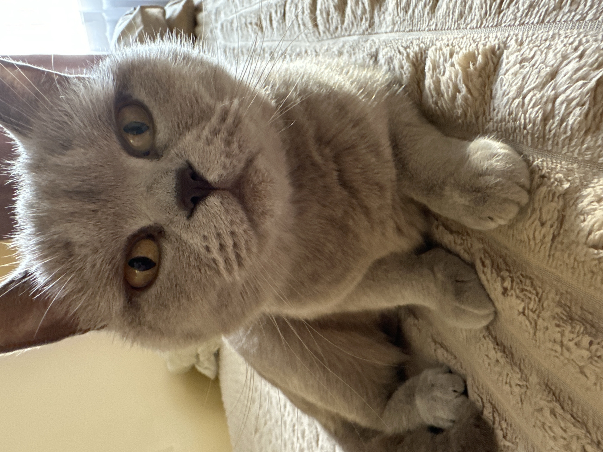 A close-up, eye-level, portrait shot of a light grey British Shorthair cat lying on a beige, textured blanket. The cat is facing the camera, with its head tilted slightly to the left. Its eyes are wide open and amber-colored, with dark pupils. The cat's ears are perked up and pointed. Its whiskers are long and white. The cat's paws are tucked under its body. The background is blurred, with a pale yellow wall on the left and a window with sheer curtains on the right, suggesting an indoor domestic setting. There is no indication of the city of Ternopil, Ukraine.