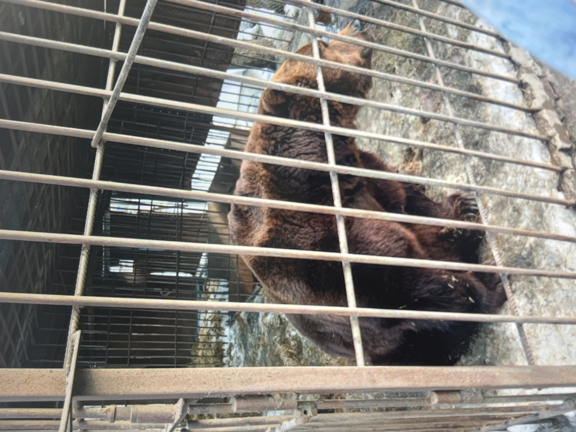 A brown bear is sitting on the ground inside a cage in a zoo. The cage is made of metal bars, and the ground inside the cage is rocky and uneven. The bear is facing away from the camera and appears to be resting. The lighting suggests it is daytime, but the weather is unclear. The location is identified as Ob, Russia. There is no visible text in the image.