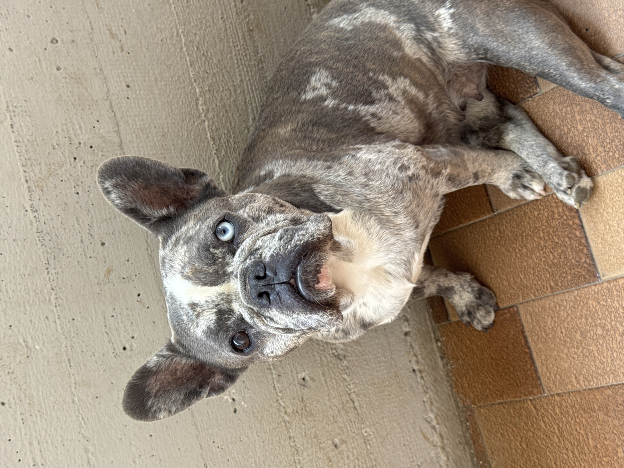 A merle French Bulldog is captured in a high-angle, medium shot, seated on a tiled floor with a textured concrete wall behind it. The dog has striking heterochromia, with one eye being dark brown and the other a light blue. Its fur displays a mottled pattern of gray, white, and black. The dog is looking directly at the camera with a neutral expression. The background consists of a roughly finished concrete wall, characteristic of outdoor areas or unfinished structures. The floor is paved with square tiles in shades of brown and terracotta. The lighting suggests it is daytime, with the sun casting subtle shadows. The scene appears to be located in an outdoor or semi-outdoor space, possibly a patio or courtyard, in the city of San Benedetto del Tronto, Italy.