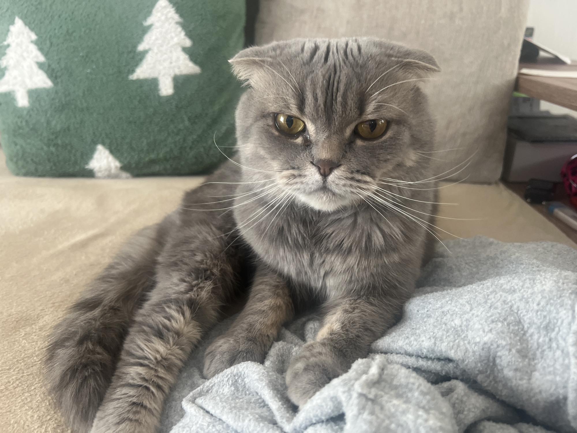 A gray, Scottish Fold cat with amber eyes is lying on a light blue blanket. The cat is facing forward with a slightly displeased expression. Behind the cat is a beige sofa, and to the left is a green cushion with white Christmas trees. To the right of the cat is a wooden table with various items on it.
The location is unknown and cannot be determined from the image. No information relating the image to Votkinsk, Russia is apparent.