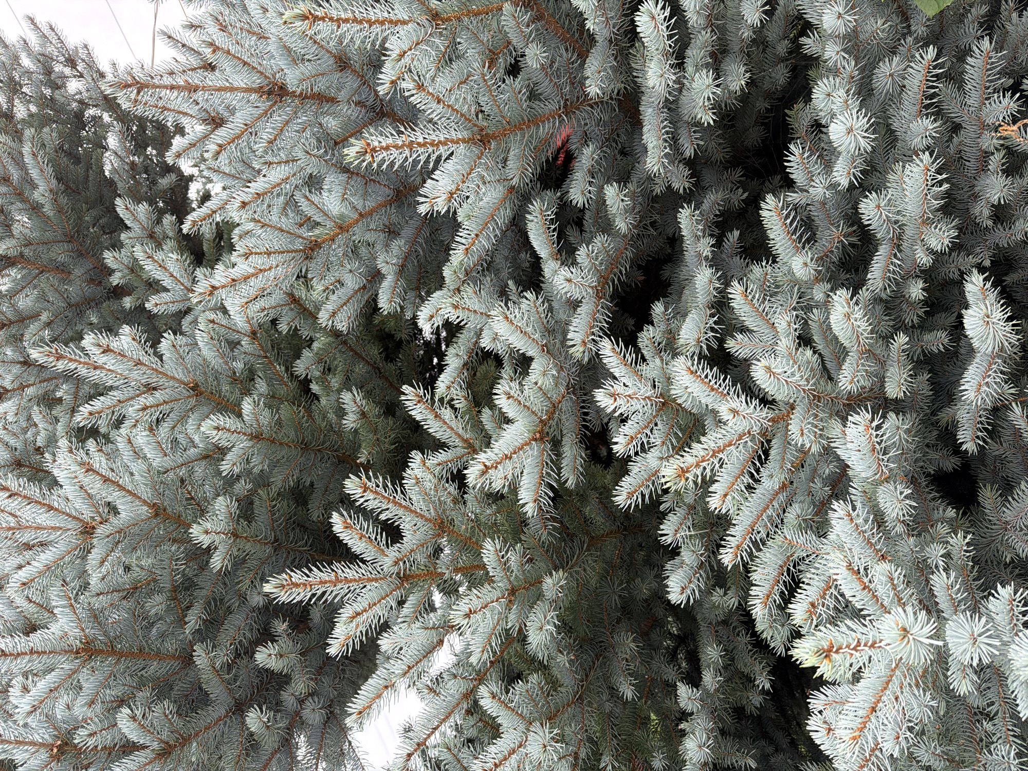 The image is a close-up, vertical, outdoor photograph of the branches and needles of a blue spruce tree. The needles are a silvery-blue color and are densely packed along the brown branches. The lighting is bright, casting subtle shadows and highlighting the texture of the needles. There are no people or animals visible in the frame. The background is out of focus, showing only hints of lighter sky and darker areas of the tree's foliage. The scene depicts a natural element, a portion of a conifer tree, with no specific urban or built environment context to suggest a location within Tenishevo, Russia.