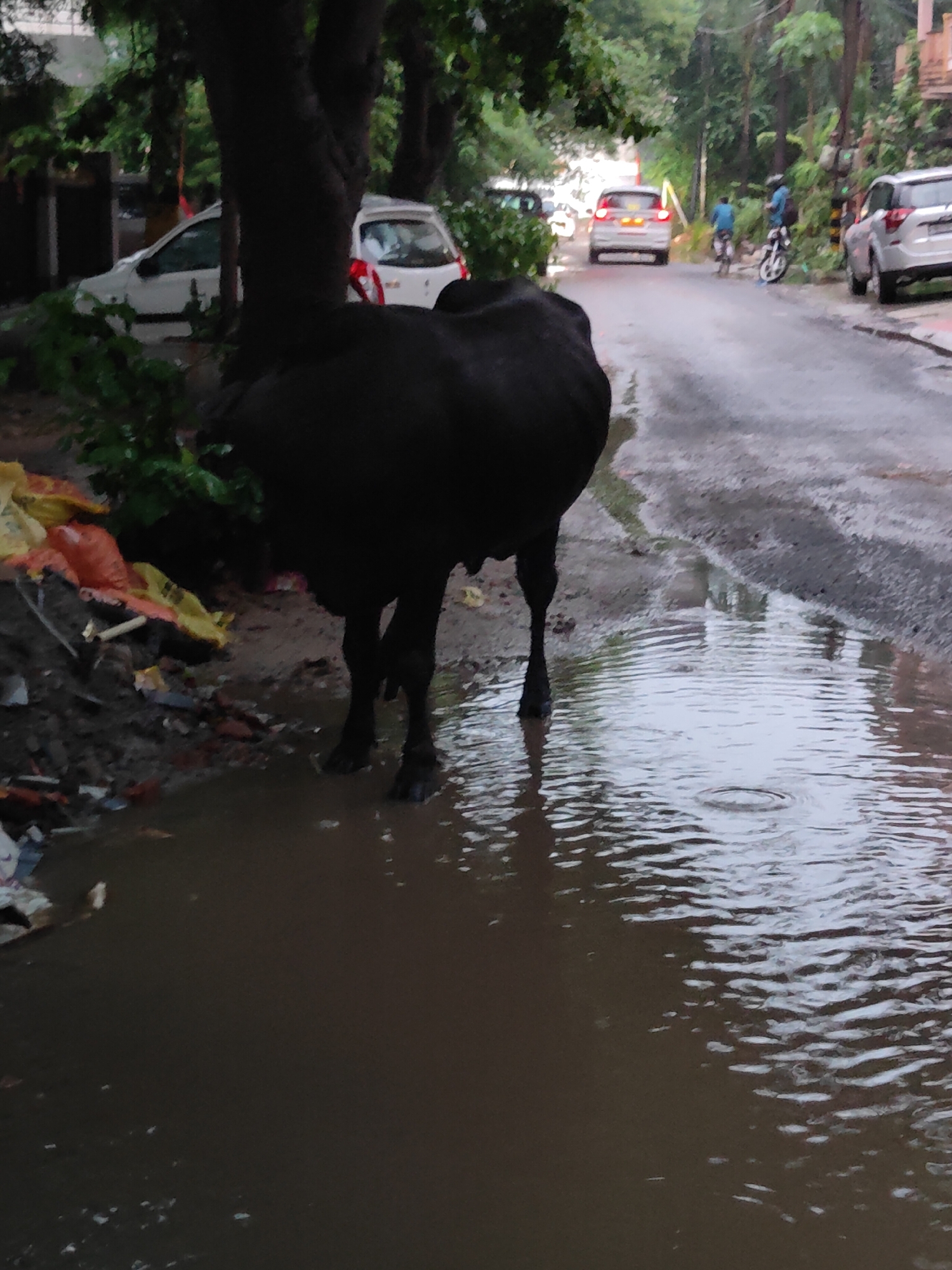 The image depicts a black cow standing in a flooded street in Gurgaon, India. The street is wet and appears to have recently rained, with puddles reflecting the overcast sky and surrounding trees. Several cars are visible on the road, and two individuals on motorcycles are further down the street. The cow's rear is facing the camera, and its legs are submerged in a large puddle. To the left of the cow, there are piles of garbage bags, suggesting the area may be prone to littering or is undergoing cleanup. The overall scene conveys a sense of everyday urban life in India, where animals often share public spaces with vehicles and people.