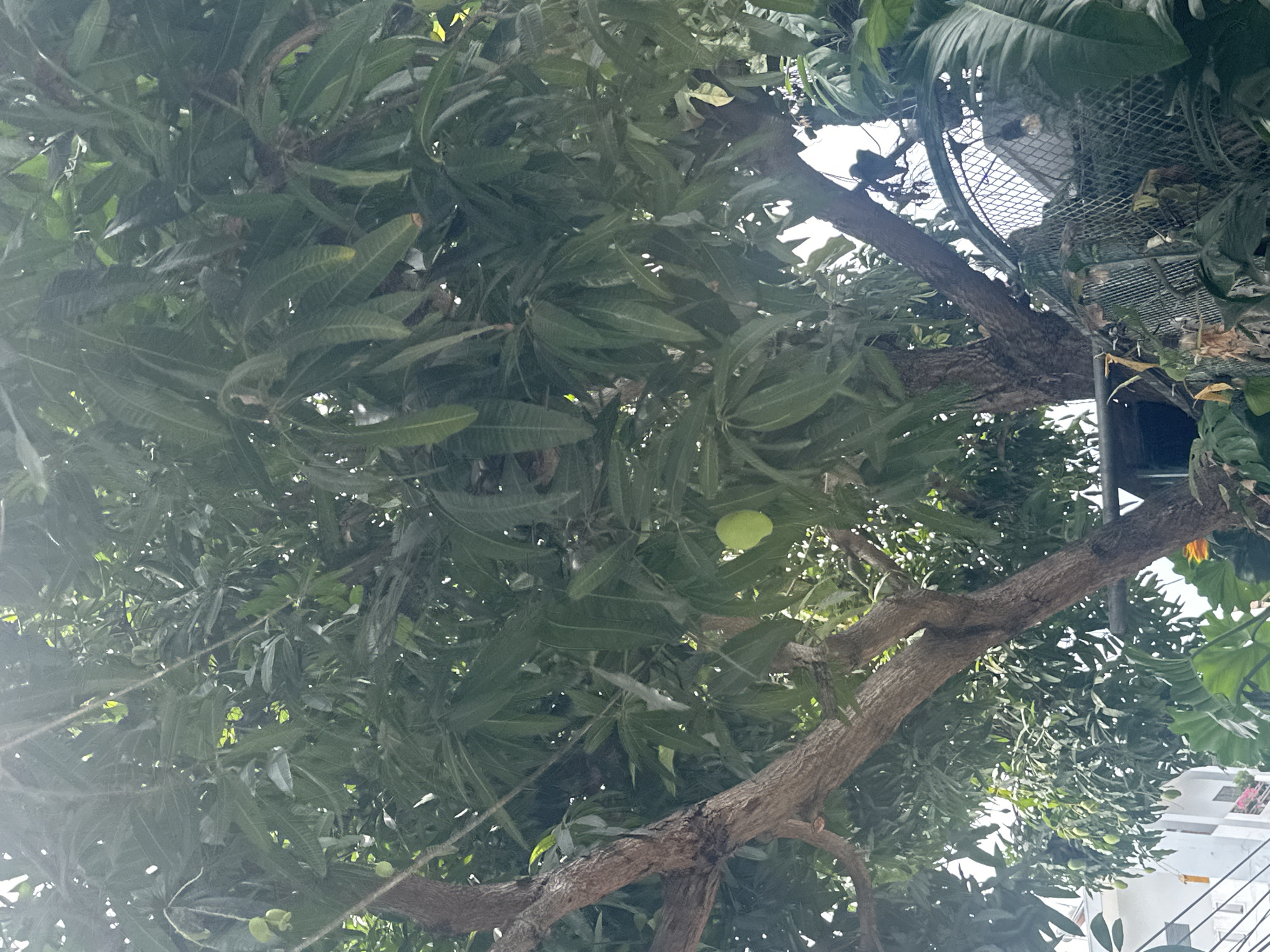 The image shows a view looking up into the dense foliage of a mango tree, located in Bac Nha Trang Ward, Vietnam. Several green mango fruits are visible amongst the leaves. Branches of the tree are prominent in the foreground. A metal cage-like structure is integrated into the tree branches on the right side of the frame. Buildings and a bright sky are visible through gaps in the foliage.