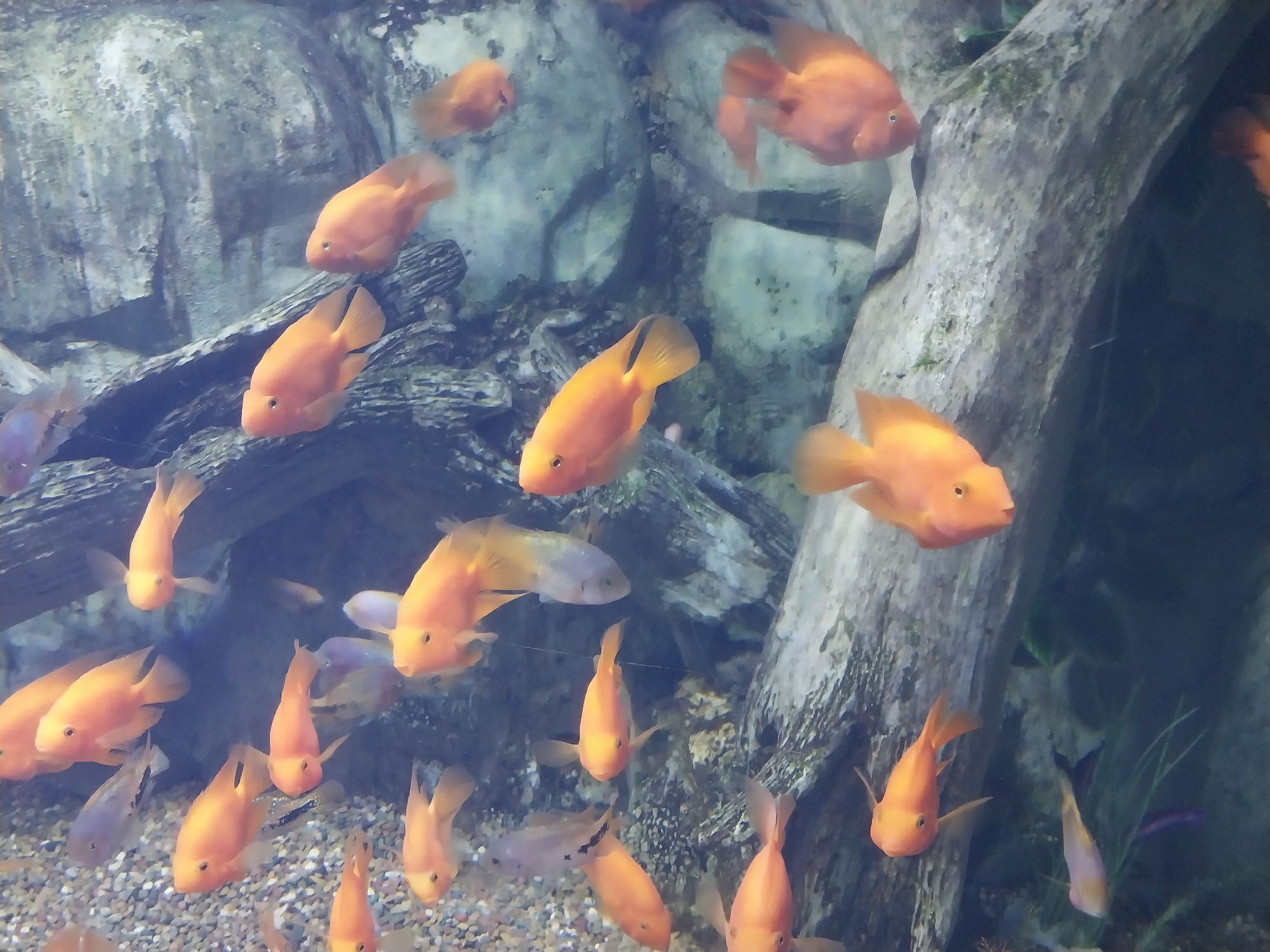The image shows an aquarium filled with orange fish. The fish appear to be parrot cichlids. The aquarium also contains rocks, gravel, and possibly some plants. No people are visible in the image. There is no evidence to connect the location to the city of Sochi, Russia.