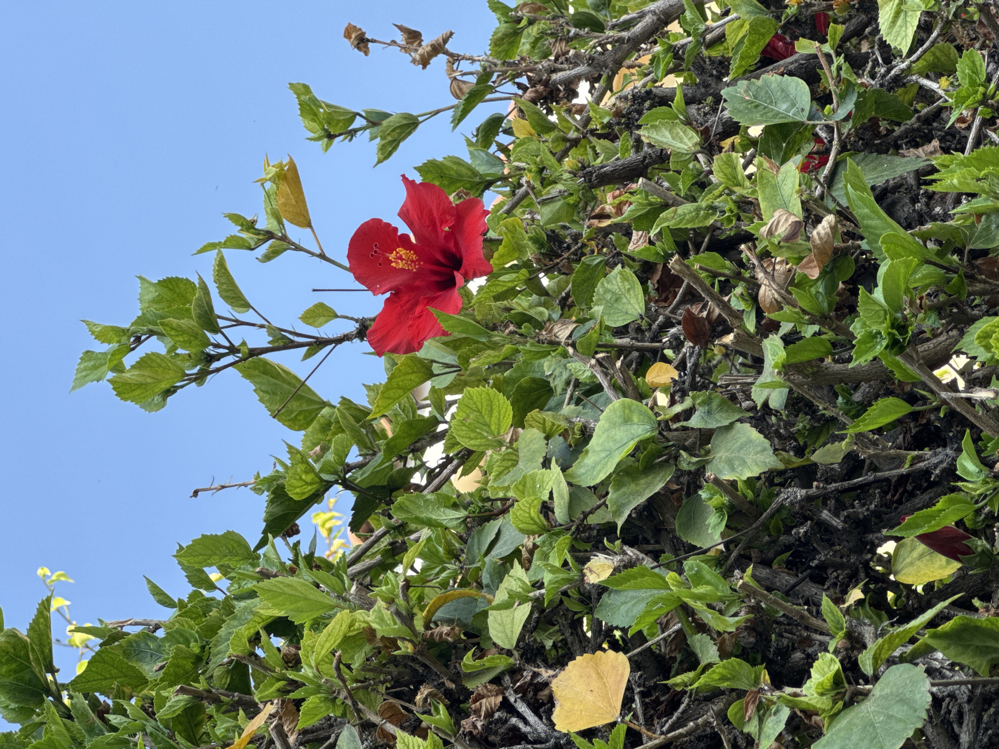 A close-up, low-angle outdoor photograph shows a vibrant red hibiscus flower blooming amidst dense green foliage against a clear blue sky. The hibiscus is the primary subject, positioned slightly to the left of center, with its delicate petals and yellow stamen clearly visible. The surrounding plant has numerous green leaves, some appearing healthy and lush, while others are tinged with yellow or brown, indicating varying stages of growth and conditions. The branches of the plant are intertwined, creating a textured backdrop. The background consists of an uninterrupted expanse of bright blue sky. The scene appears to be located in Agios Tychona Community, Cyprus, suggested by the characteristic flora and bright sunlight. No people are present in the image, and no specific actions or interactions are depicted. The photograph captures a serene moment in nature, highlighting the beauty of the hibiscus flower.