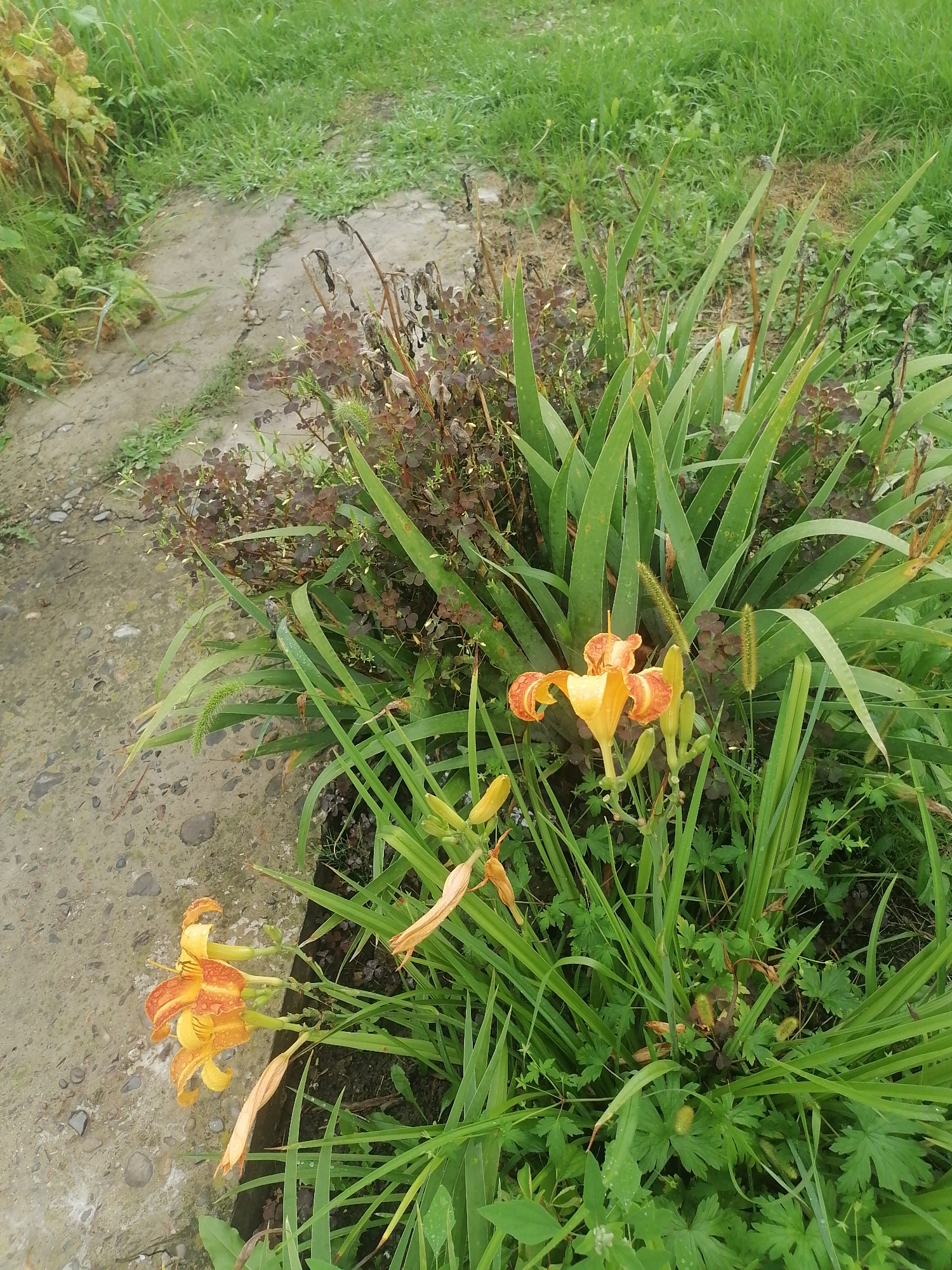 In Novopokrovka, Russia, a close-up shot captures a section of a garden. In the foreground, two orange and yellow daylilies with dark orange speckles are in bloom, their petals slightly curled. One lily is closer to the viewer, while another is further back and slightly out of focus. Surrounding the flowers is lush green foliage, including long, sword-like leaves and smaller, rounded leaves. Interspersed within the greenery are several seed heads or foxtails, which are fluffy and green. A patch of dark reddish-brown foliage with small clover-like leaves can be seen behind the green plants. To the left of the flowers, a concrete path with scattered pebbles leads away into the background, bordered by more green grass and some dry, brown vegetation. The scene suggests a natural outdoor setting, likely a residential garden, with evidence of recent rain, as indicated by water droplets on the leaves and flowers.