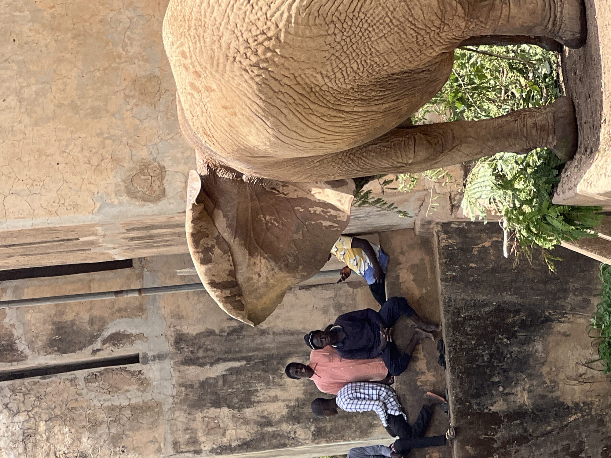 A large African elephant stands near a concrete wall with a group of six men. The men are of African descent, and range in age from young adult to middle-aged. The men wear casual clothing, including button-down shirts, dark pants and a t-shirt. The men are in a line, lying under the elephant. The location is likely a zoo in Jos, Nigeria. The environment has concrete walls with green vegetation.