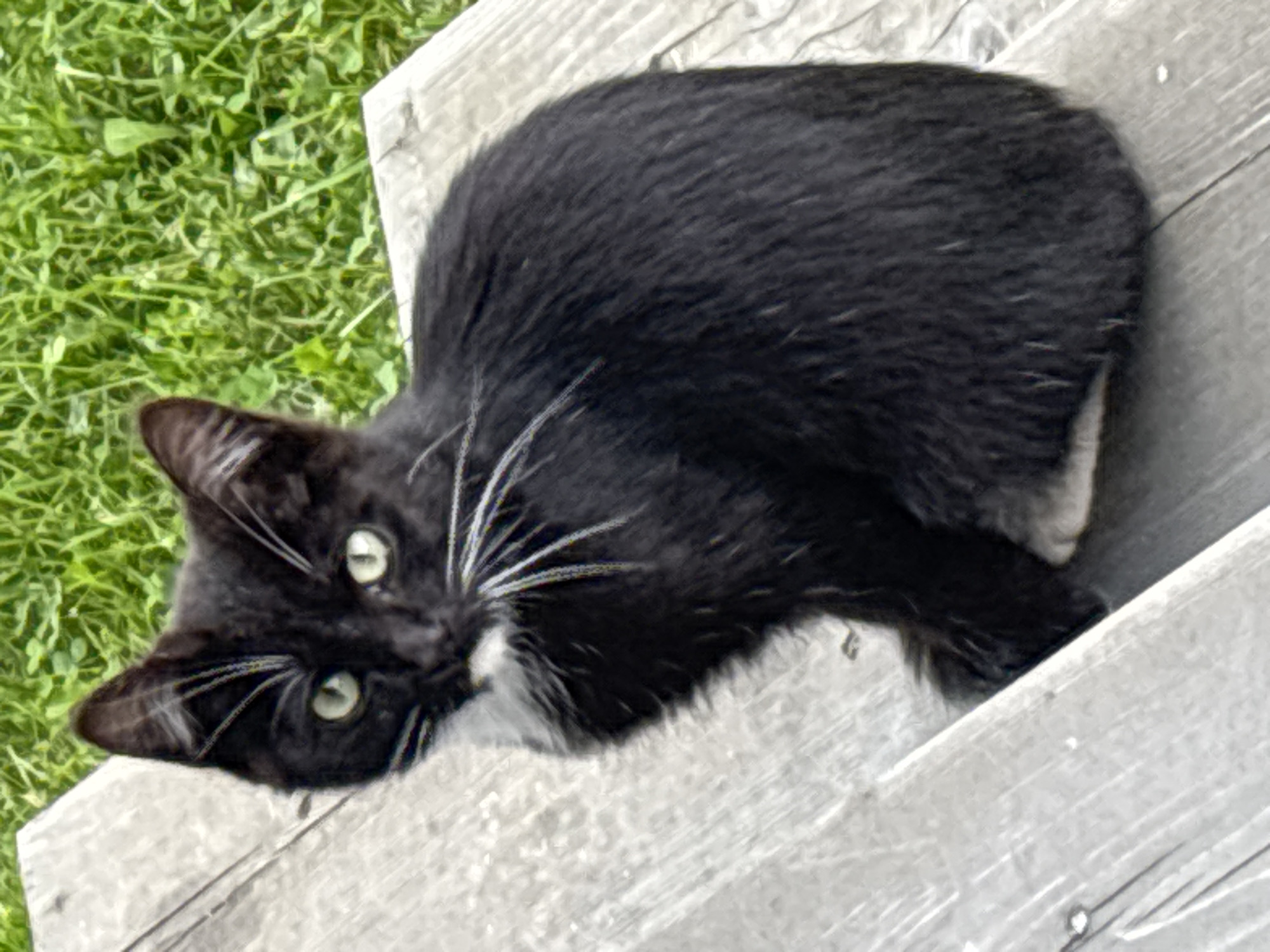 The image shows a black and white cat sitting on wooden steps. The cat is facing the camera with its eyes open. The background is a blur of green grass. The wooden steps appear to be weathered. This scene could be located in Zvenigorod, Russia, or any other location with similar natural and urban elements. There are no people or specific actions depicted in the image.