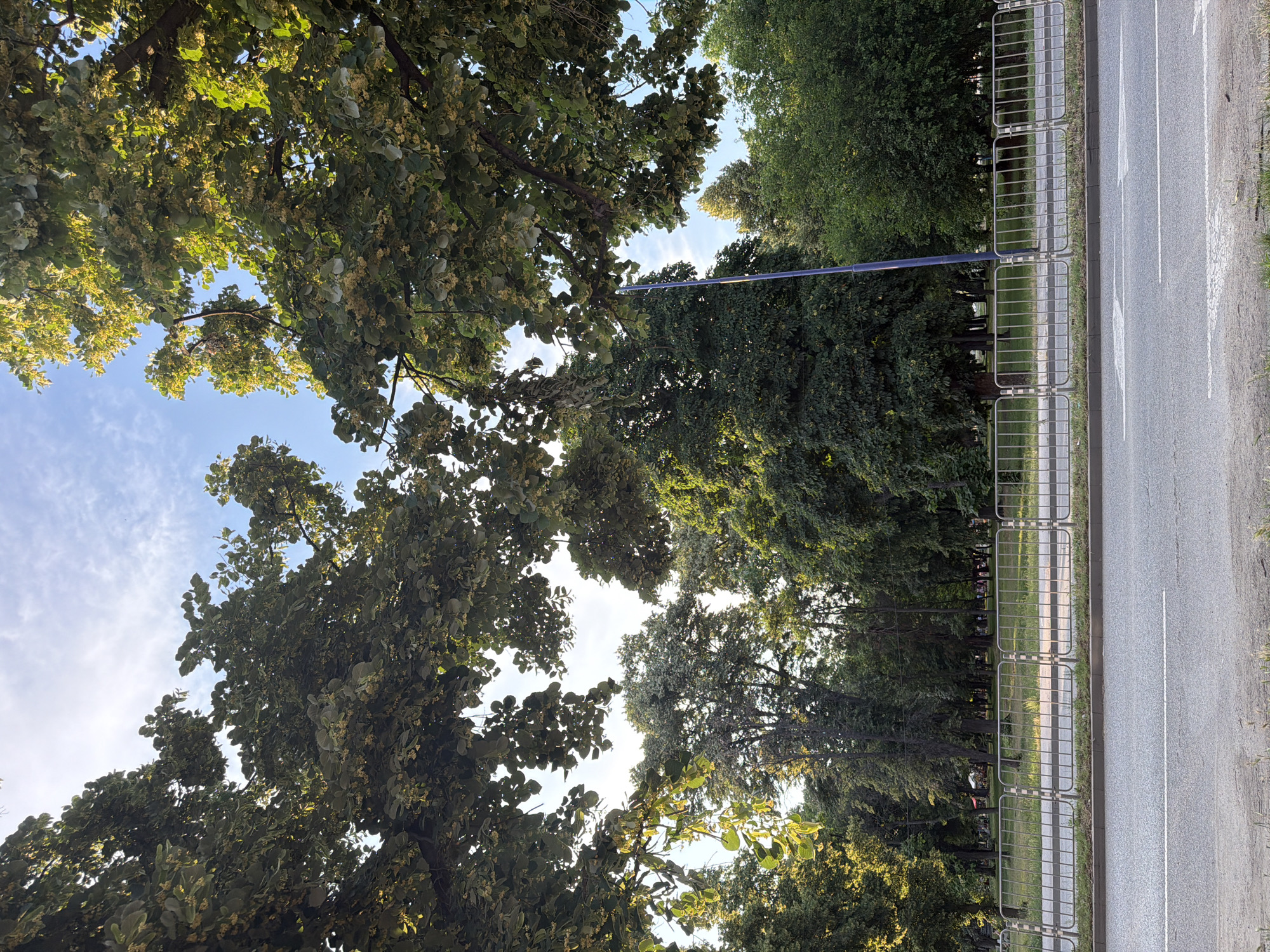The image depicts a street scene in Pazardzhik, Bulgaria, with lush green trees framing the view of a park. In the foreground, a two-lane asphalt road is visible with a white line marking the lanes. A silver metal fence runs along the edge of the road, separating it from a grassy area and a park beyond. The park is filled with various trees, and in the distance, there are hints of people and structures, possibly kiosks or stalls, suggesting a public space. A tall, slender blue pole, likely a street light or utility pole, stands in the middle ground. The sky above is a bright blue with scattered white clouds, and sunlight filters through the leaves of the trees, creating dappled light and shadow.