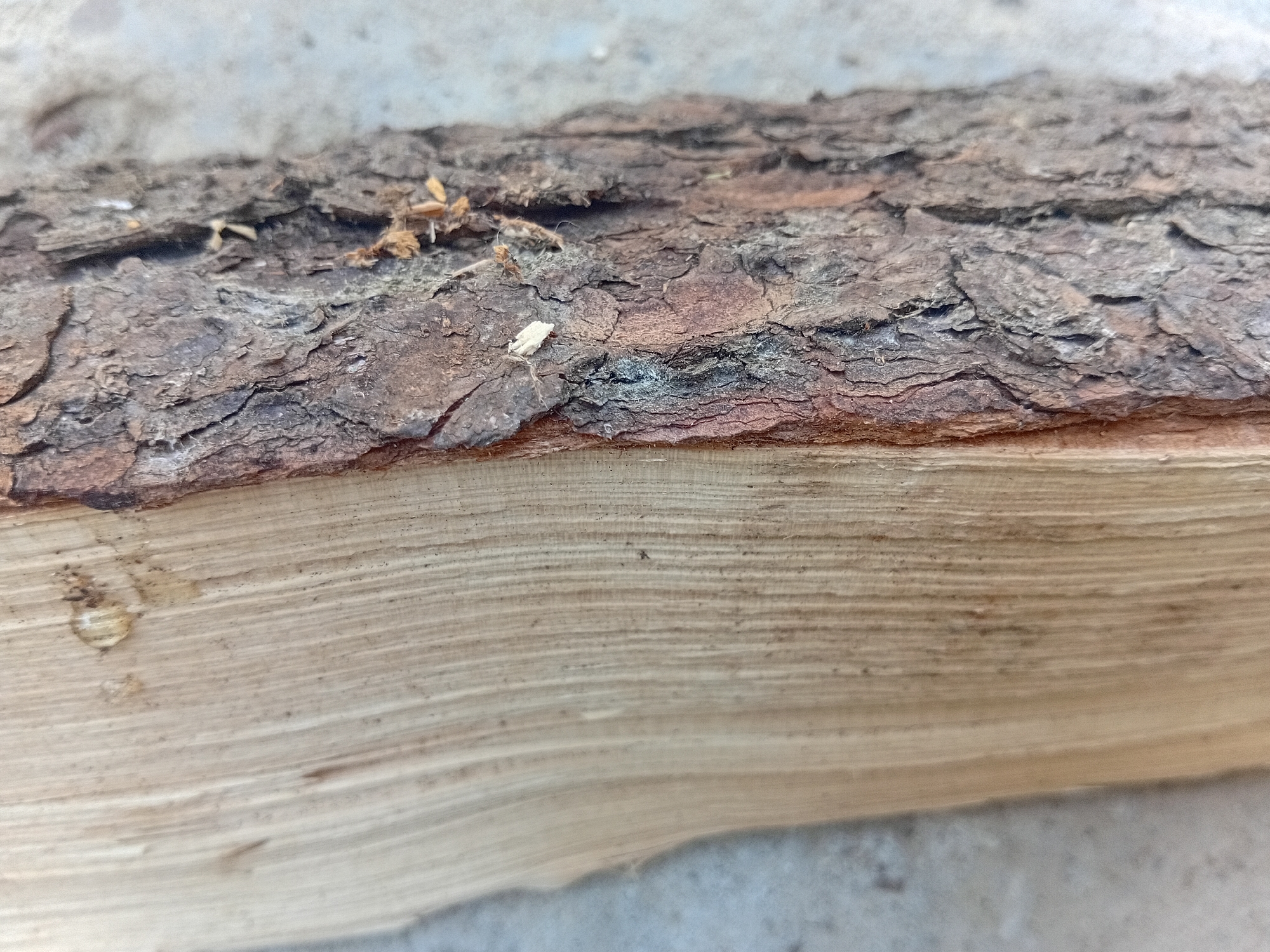 The image shows a close-up of a split piece of wood, with one side displaying the pale, smooth grain of the wood and the other side exhibiting the rough, dark brown bark. The wood is likely a log or a branch. There is no indication of any specific location within the city of Verkhniachka, Ukraine, as the image focuses solely on the texture and material of the wood. The environment appears to be outdoors, with a grey, textured surface visible in the background, possibly concrete or stone. There are no people or actions depicted.