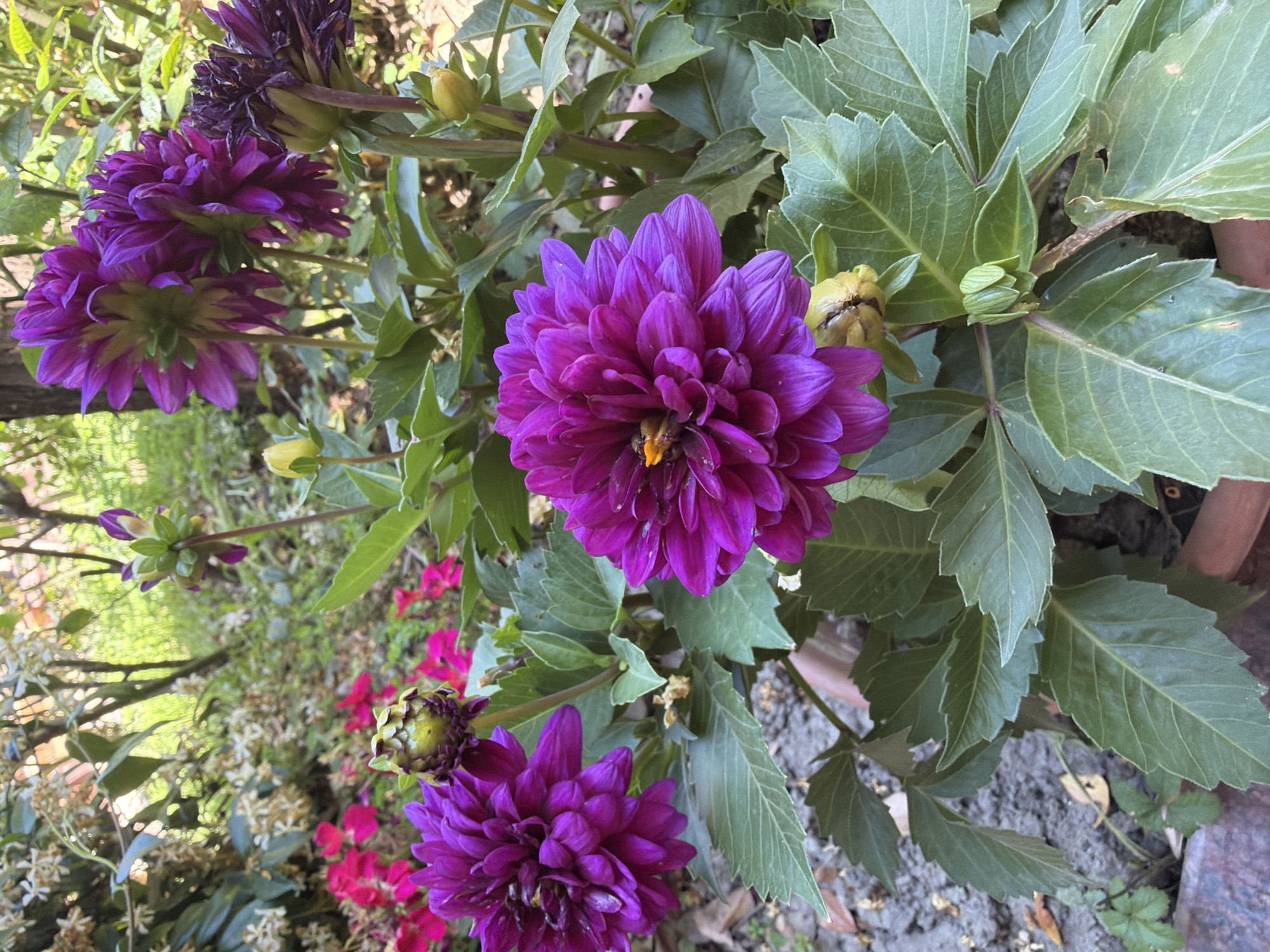 A close-up, eye-level shot captures a cluster of vibrant purple dahlias in bloom, set against a blurred background of green foliage and dappled sunlight. The flowers, with their intricate layers of petals, are the primary focus. One dahlia in the foreground is fully open, revealing a hint of yellow at its center. Another, slightly to the left, is also in full bloom, while two more are partially visible behind it, some appearing more withered. Buds, some green and others a pale yellow, dot the plant, indicating ongoing growth. The leaves are a deep green, some showing signs of wear and tear, with jagged edges and occasional brown spots. In the background, smaller pink flowers are visible, adding a contrasting splash of color. The setting appears to be a garden, possibly in a park or residential area, with a terracotta pot visible at the bottom of the frame. The lighting suggests it is daytime, with soft shadows indicating an outdoor environment. There are no people or animals present in the image.