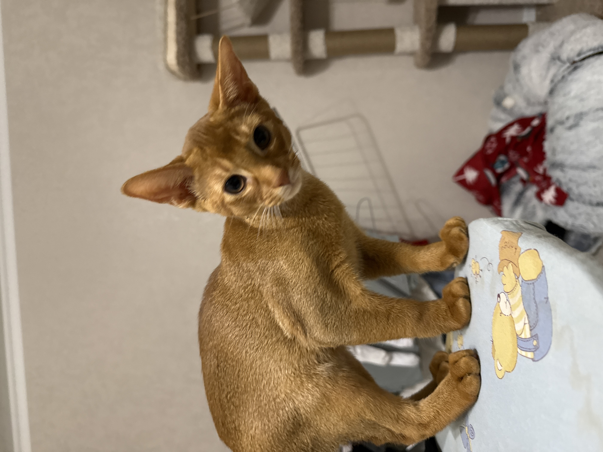 A ginger cat is standing on a surface with a light blue cloth that has a cartoon drawing of a teddy bear. The cat's body is mostly facing to the left, but its head is turned towards the camera, with its left ear tilted. The cat's eyes are wide open and looking directly at the camera. Behind the cat, on the right side of the image, is a multi-tiered cat tree with sisal-wrapped posts and platforms. A grey, fuzzy pet bed with a red cloth containing a white pattern is visible in the lower right corner. The background appears to be a wall. The image was taken indoors, likely in a residential setting. There is no information available to suggest the image was taken in Stary Oskol, Russia.