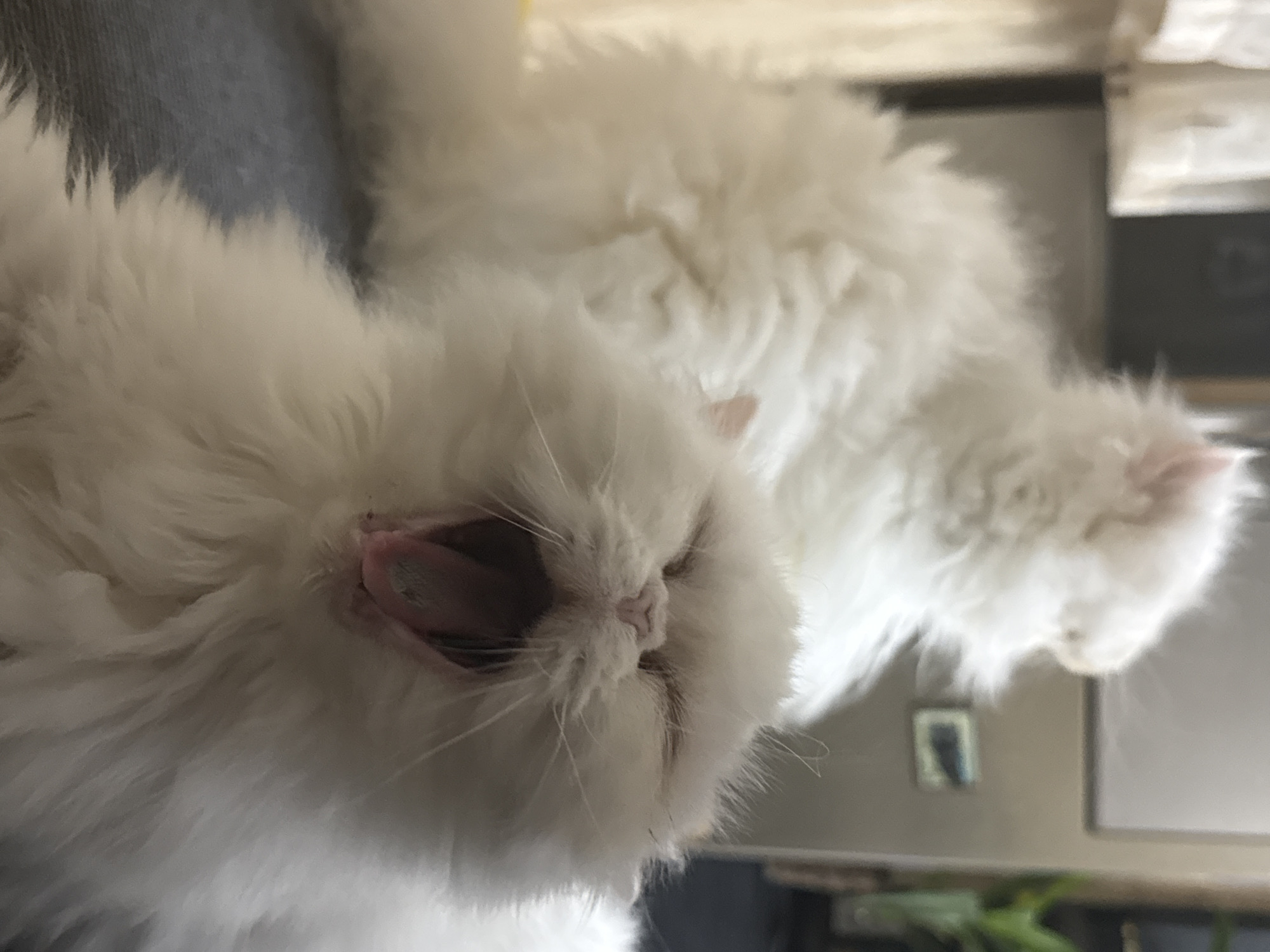 Two white cats, one in the foreground with its mouth wide open in a yawn, and another in the background, are the subjects of this image. The cat in the foreground has its eyes closed, its pink tongue visible. The background cat is out of focus but appears to be a similar fluffy white cat. The cats are on a greyish surface, possibly a rug or blanket. The environment appears to be indoors, with a blurred background that suggests furniture or possibly blinds. The location in Burgas, Bulgaria is not discernible from the visual information provided in the image.