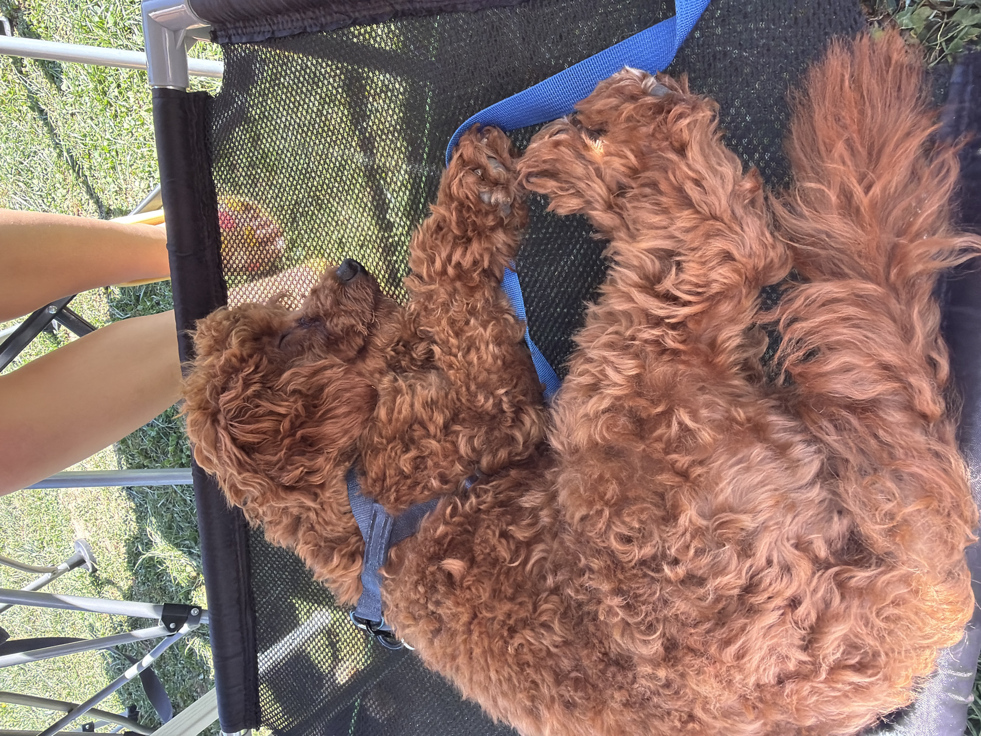 In Sarnitsa, Bulgaria, a reddish-brown poodle rests on a black mesh cot. The dog wears a blue harness and leash. The background shows green grass, sunlight, and parts of camping chairs. A person's legs, clad in light-colored clothing, are visible in the upper right corner of the image.