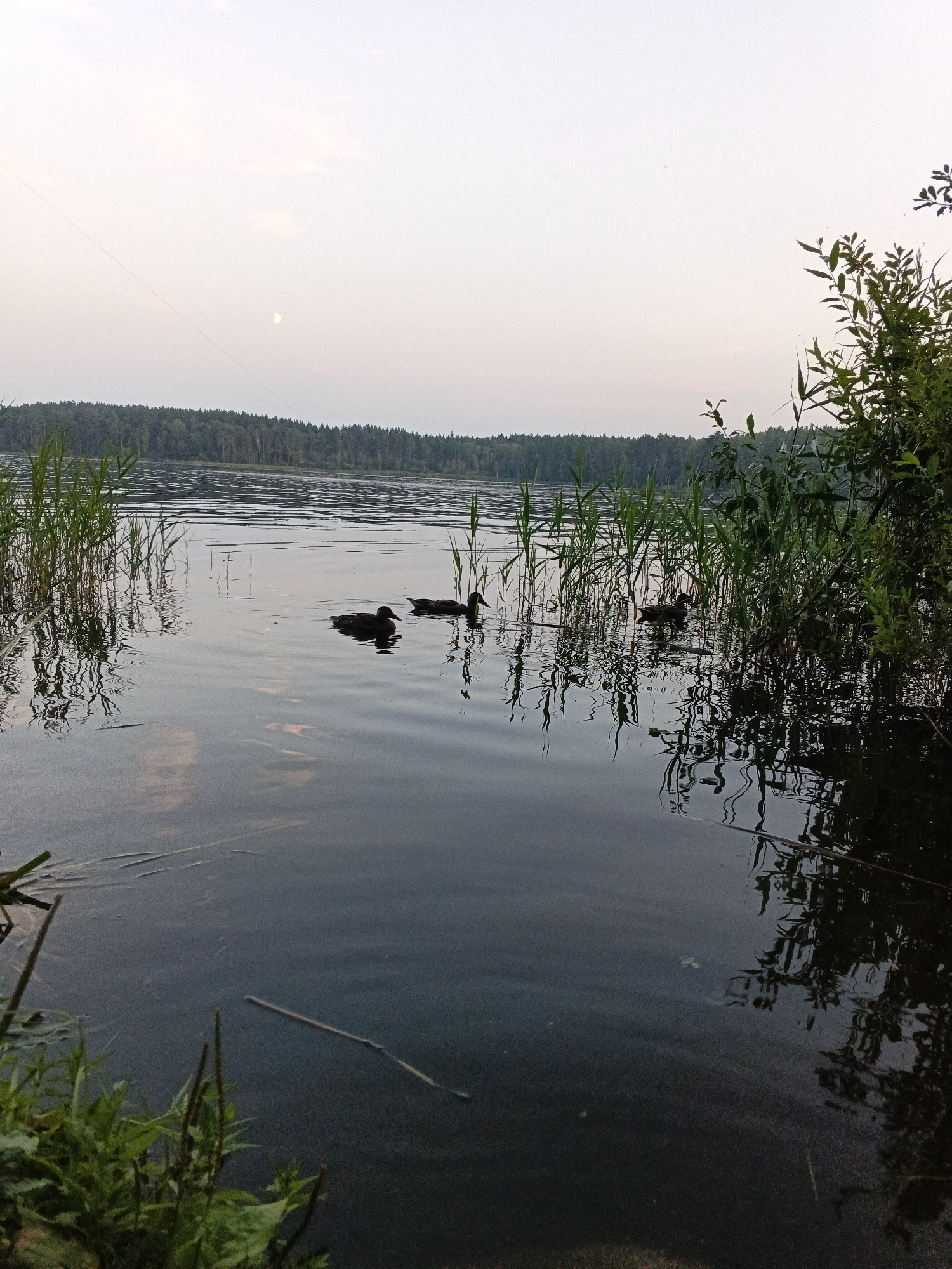 In Sarafanovo, Russia, a serene lake scene unfolds at dusk. Three ducks are swimming in the dark water, their reflections distorted by the gentle ripples. Tall reeds line the shore, their slender forms casting elongated shadows on the water's surface. In the distance, a dense forest of green trees forms a natural backdrop against the pale, hazy sky. A faint sliver of the moon is visible in the upper left quadrant of the image, its presence subtly marking the transition from day to night. The overall atmosphere is one of tranquility and natural beauty.