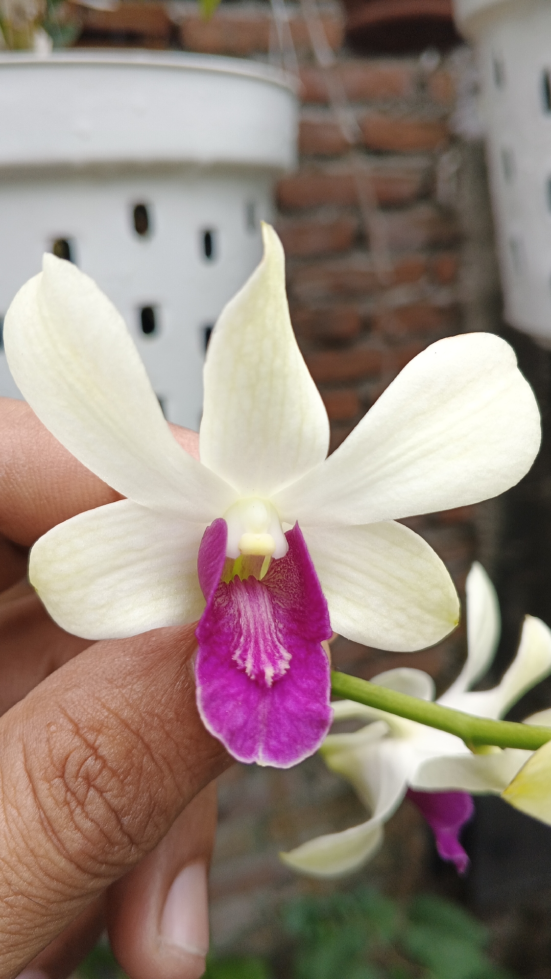 A close-up, eye-level shot shows a person's hand gently holding a delicate white orchid with a vibrant pink and purple center. The orchid's petals are broad and slightly pointed, with subtle veining. The hand, with its distinct fingerprints and warm skin tone, supports the flower from below. In the background, blurred white pots with ventilation holes are visible, and a reddish-brown brick wall adds texture. Hints of green foliage peek through. The overall scene suggests a serene, natural setting, possibly a garden or greenhouse in Ambarketawang, Indonesia.