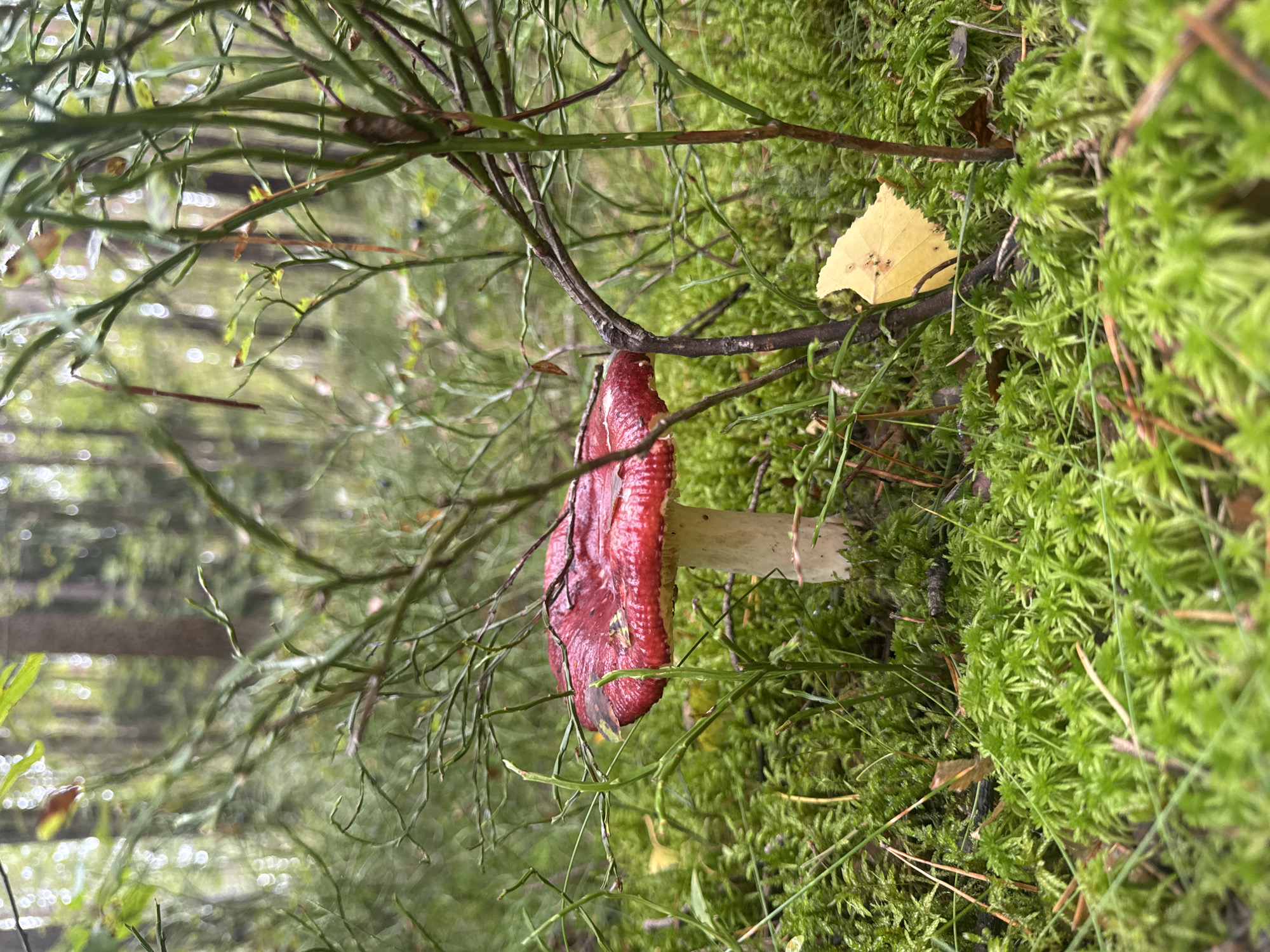 In Vsevolozhsk, Russia, a single red mushroom with a white stem stands prominently amidst lush green moss and thin branches of blueberry bushes in a forest setting. A single yellow leaf rests on the moss near the mushroom. The background is blurred, suggesting a shallow depth of field, with the indistinct shapes of trees visible. The lighting is soft and diffused, indicating an overcast day or shade. There are no people or animals in the image, and no discernable actions or interactions are taking place.