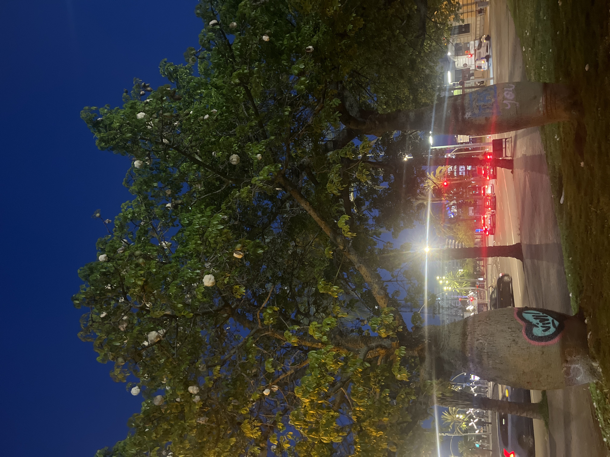The image depicts an urban scene at night, possibly in Barcelona, Spain. Dominating the left side of the frame is a large tree with distinctive, round white flowers or seed pods scattered throughout its canopy. The tree's trunk is not visible, suggesting it is located off-frame.
On the right side, a sidewalk runs alongside a street with cars and traffic lights. Two shorter trees, likely palm trees, are visible along the sidewalk. Graffiti is present on the lower trunks of these trees. A heart-shaped graffiti tag is visible on one trunk. The other has "you" tagged on it. Streetlights and building lights illuminate the scene. The sky is a deep blue. People can also be seen in the background.