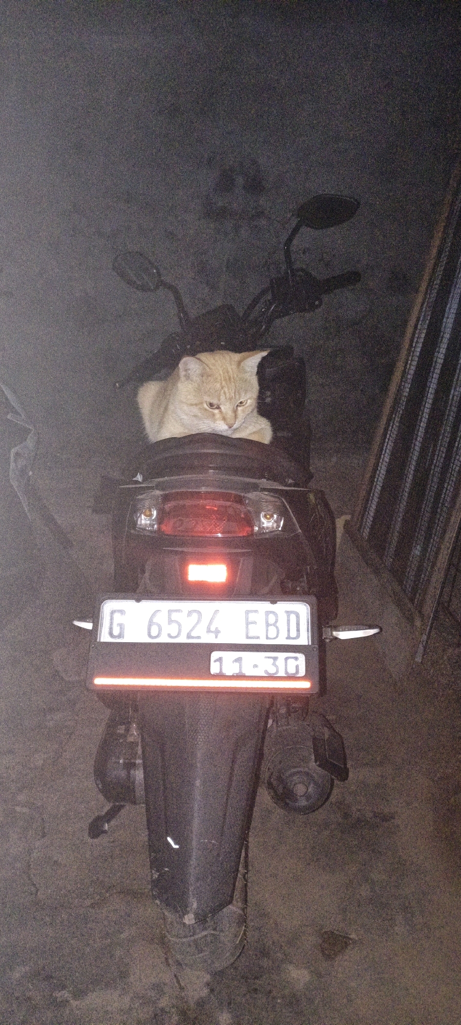 An orange cat is sitting on the back of a dark-colored motorcycle at night. The cat is facing forward, with its paws tucked under its body and its head resting on the seat. The motorcycle has a license plate that reads "G 6524 EBD 11-3C". The scene appears to be outdoors, on a paved surface, possibly in a residential area. The lighting is dim, suggesting it is nighttime. No people are visible in the image. The background is dark and out of focus, with some indistinct shapes that could be part of a building or fence. The overall impression is one of a common street scene in a location like Tanahbaya, Indonesia, where motorcycles are a popular mode of transportation.