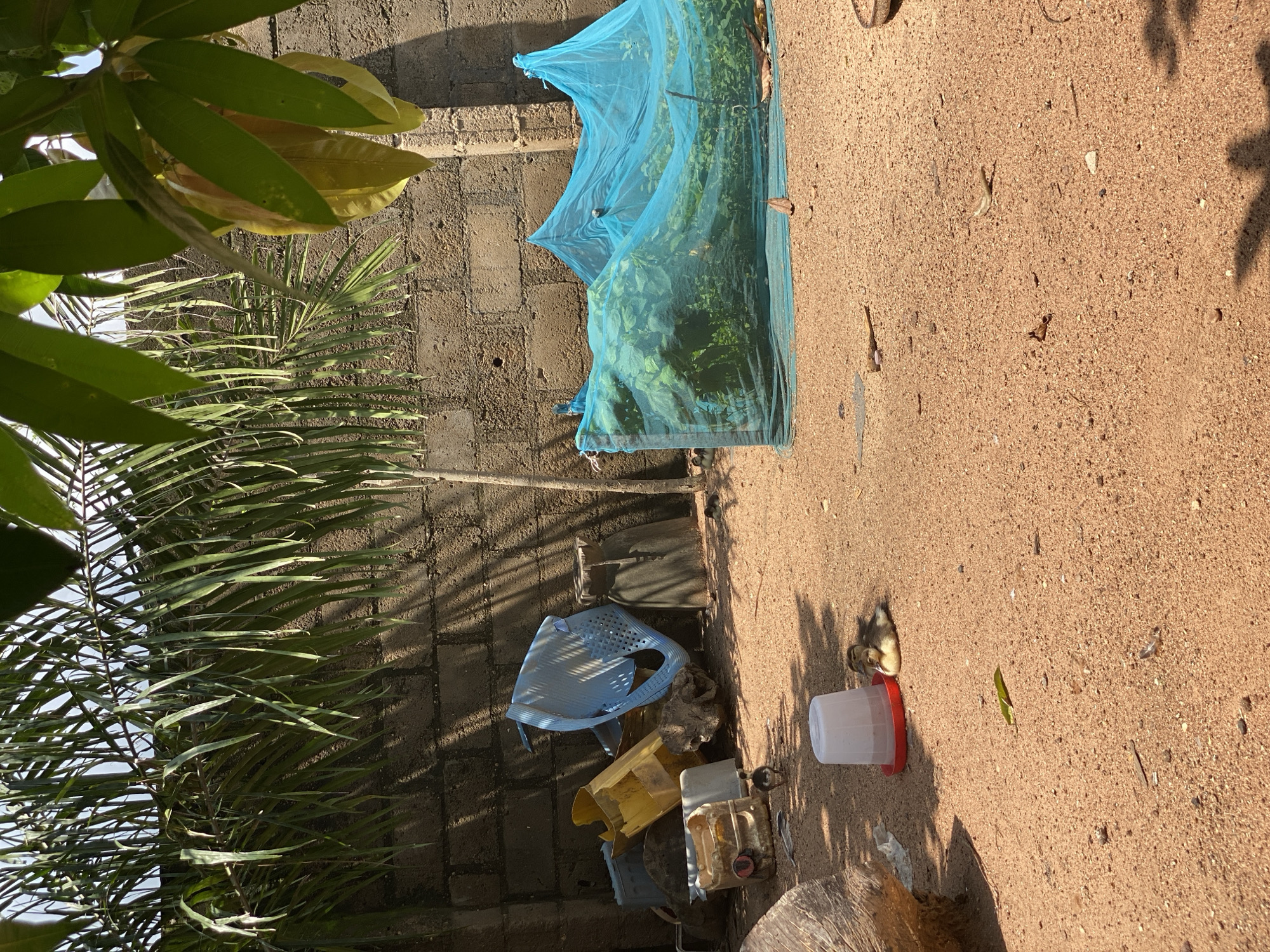 The image depicts an outdoor scene in Daniel, Nigeria, with a sandy ground and a textured brick wall in the background. Overhanging palm fronds and green leaves from a tree partially obscure the sky. In the foreground, a small, light-brown duckling rests near a red and white feeder. Another duckling stands to the left of the feeder. A pile of discarded items, including yellow and blue plastic containers, is situated against the wall. To the right, a blue net covers a patch of green vegetation. The overall impression is one of a utilitarian, perhaps agricultural or residential, outdoor space.