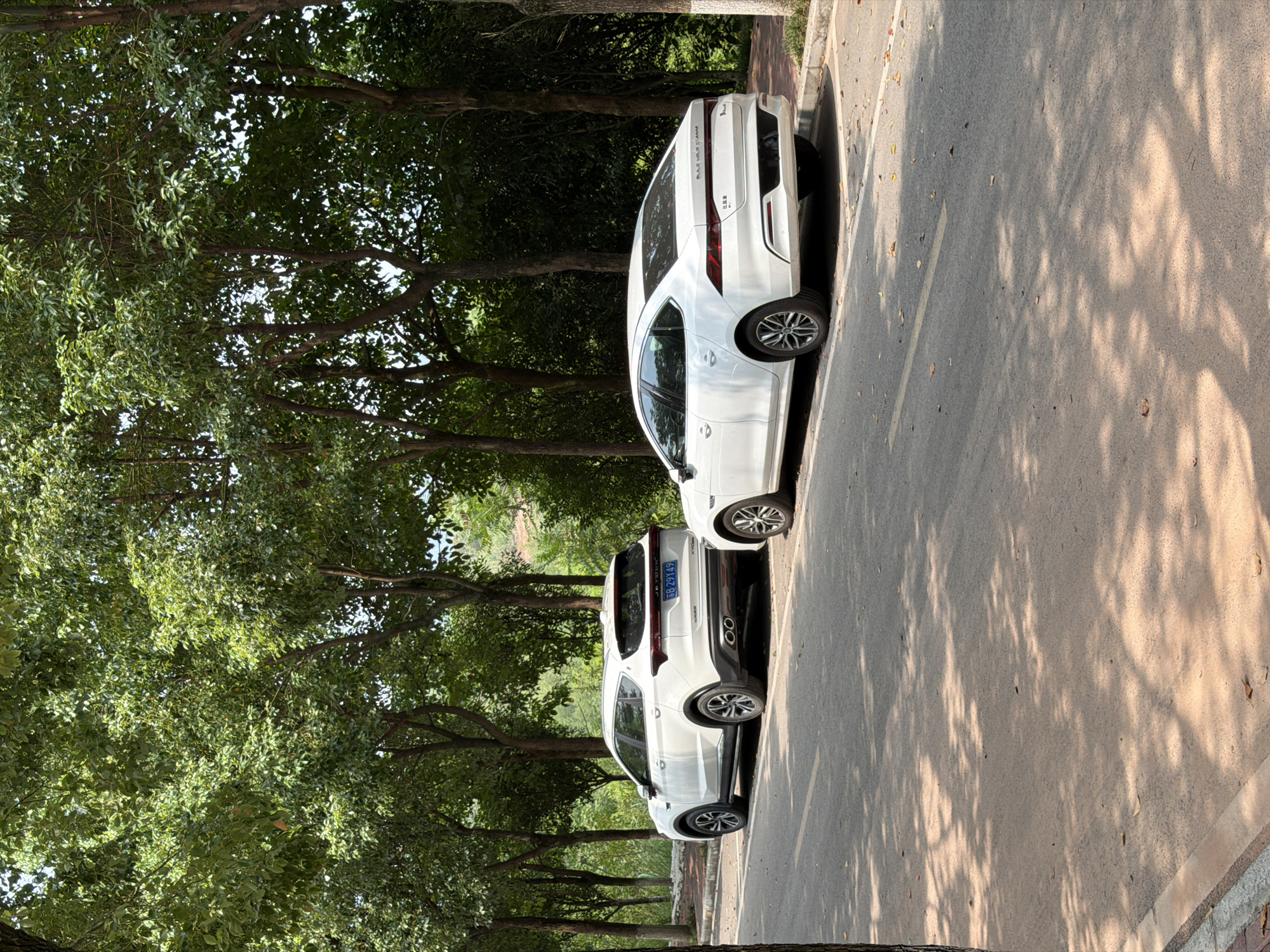 Two white cars are parked on the side of a paved road lined with trees. The car on the left is an SUV, and the car on the right is a sedan. Both cars are facing towards the right of the image. The road has a yellow line marking and some fallen leaves. The background consists of dense green trees and foliage. The lighting suggests it is daytime with sunlight casting dappled shadows on the road. The license plate on the SUV is partially visible and reads "B 29Y49". The car on the right has text on its rear, which appears to be Chinese characters. The scene is located in Jiangjin, China. There are no people visible in the image.