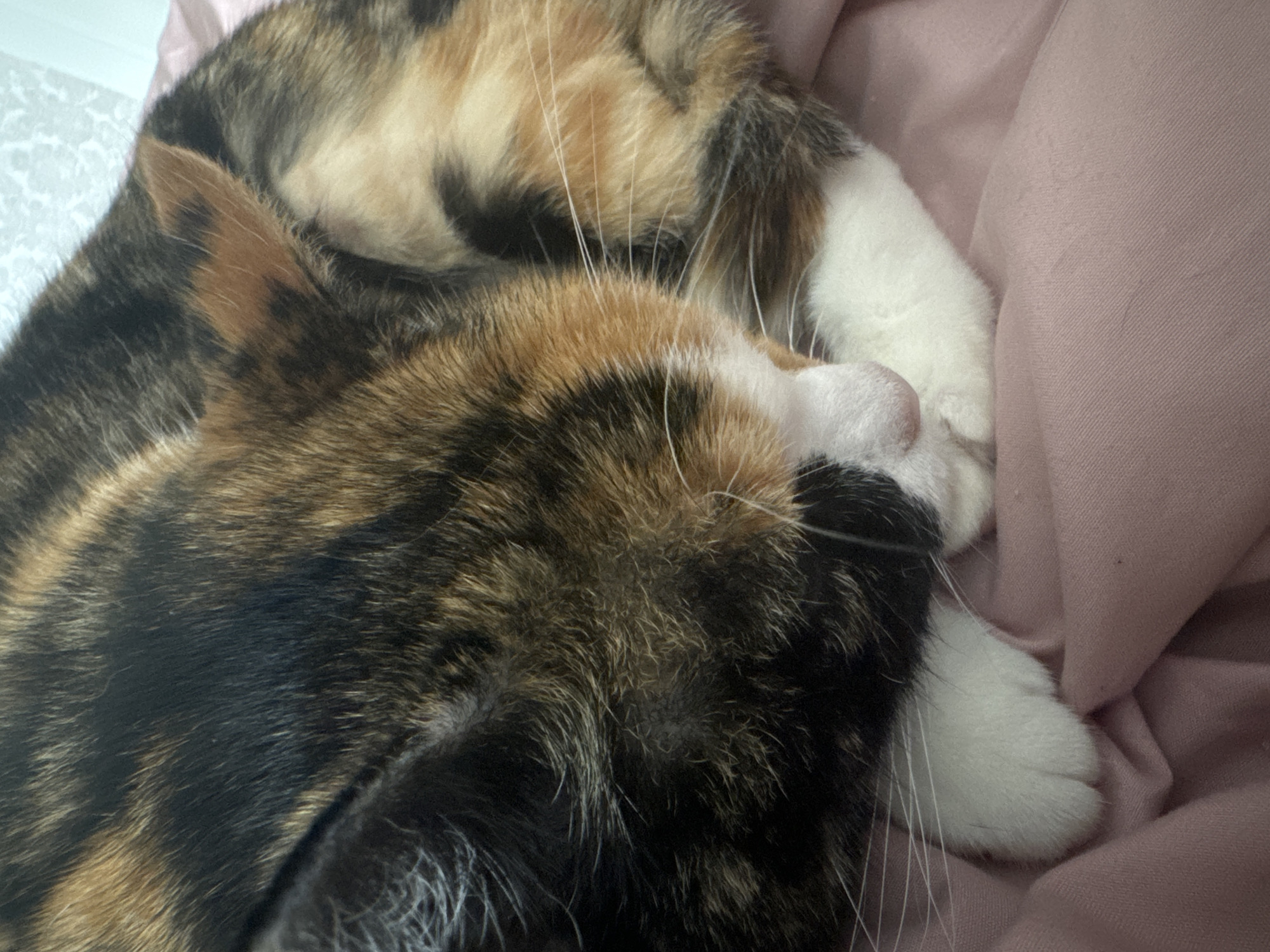 A close-up, high-angle shot captures a calico cat curled up, seemingly asleep or resting comfortably on a soft, pink fabric, possibly a blanket or bedspread. The cat's distinctive fur features patches of black, dark brown, light brown, and white. Its head is tucked down, with its closed eyes and small pink nose visible, nestled against its white-furred front paws. Long, white whiskers extend from its snout. The cat's body is mostly obscured by its curled position, but patches of its multi-colored fur are visible across its back and side. To the top left, a small portion of a light-colored, patterned surface, possibly a pillow or wall, is faintly visible. The overall mood of the image is peaceful and serene, emphasizing the cat's relaxation. There is no visible text.
