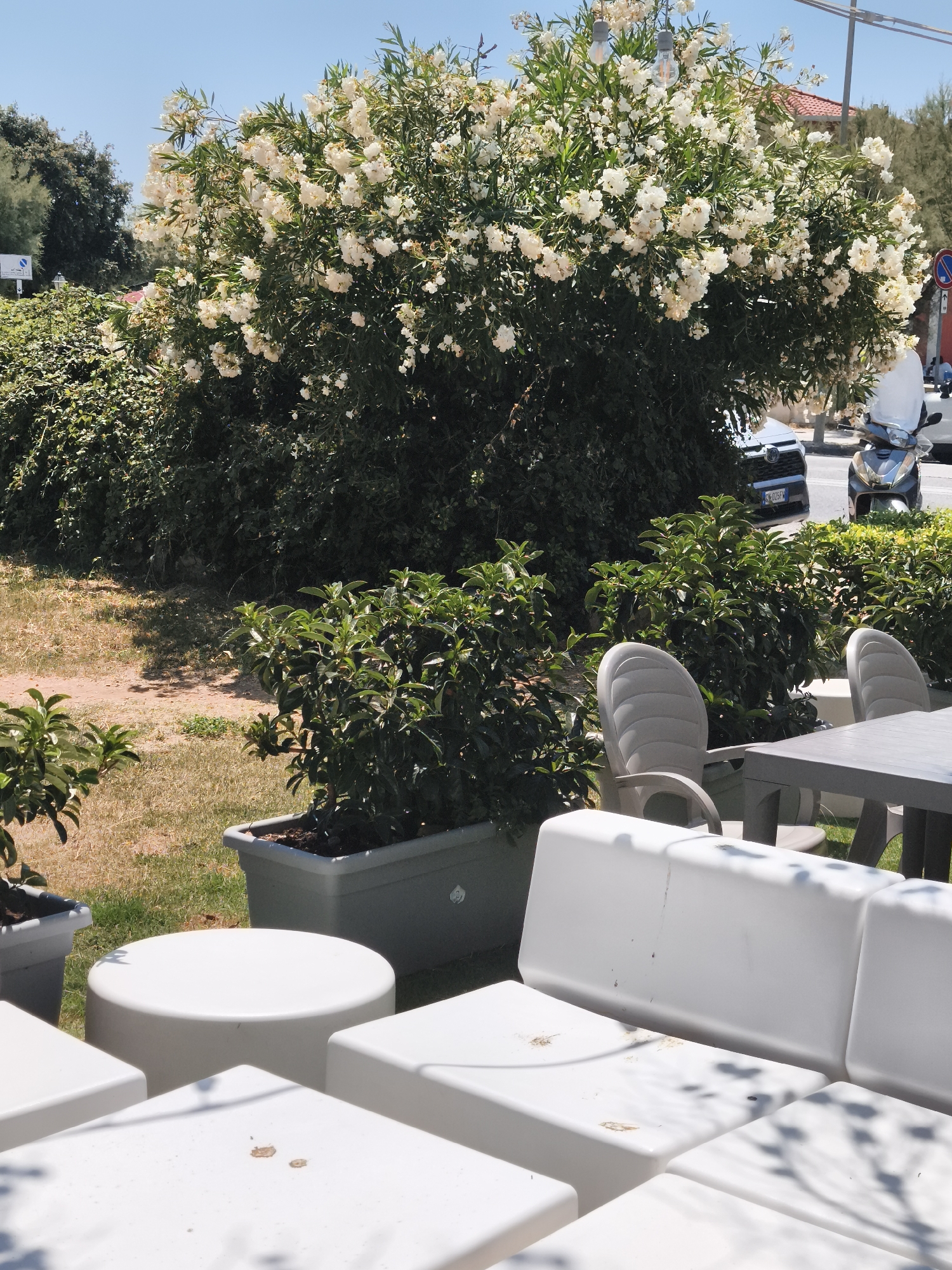 A bright, sunny day in Livorno, Italy, features an outdoor seating area with modern white modular furniture. A large bush with white flowers dominates the background, partially obscuring a street with parked cars and a scooter. Two plastic chairs and a table are also visible. The ground is covered with dry grass and dirt.