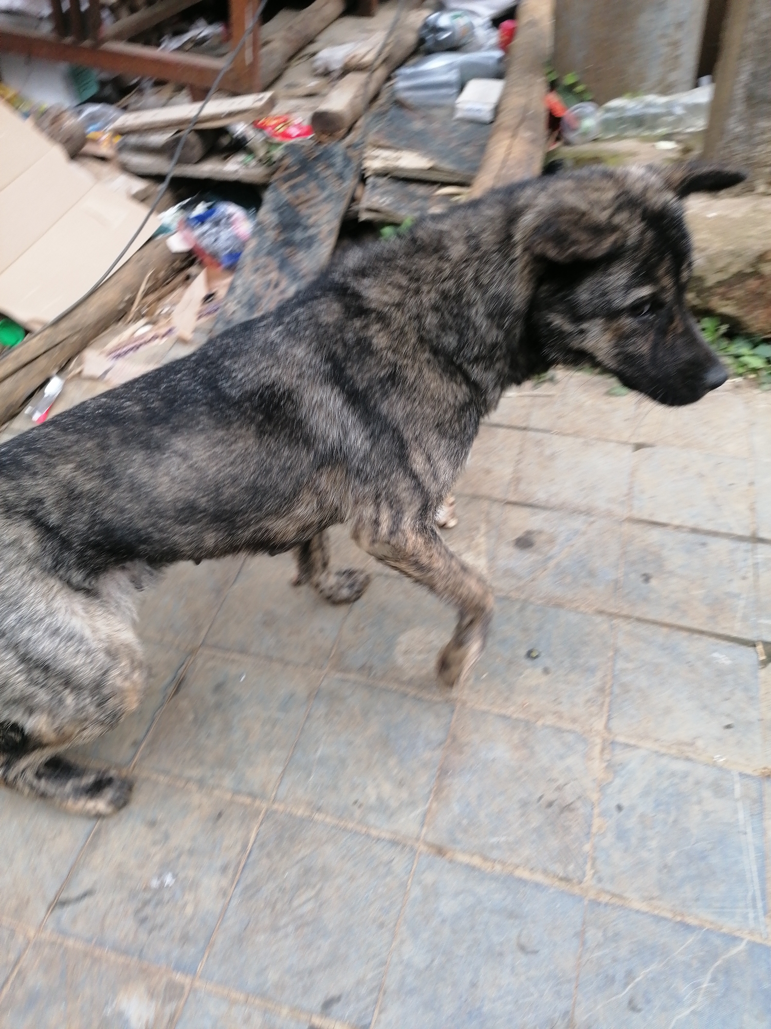 This image features a medium-sized dog, likely a mixed breed, with distinctive brindle fur that combines dark brown/black and lighter greyish-brown stripes. The dog is seen in profile, appearing to be in motion or paused mid-stride, with its right front paw lifted. Visible teats on its belly suggest it is a female dog, possibly a mother or recently pregnant. Its ears are semi-erect, and its expression is alert and neutral.
The setting is outdoors, on what appears to be a tiled or paved ground composed of light-colored, possibly grey or bluish, square tiles. The background is cluttered and unkempt, featuring an assortment of objects including wooden planks, cardboard boxes, plastic bags, and general debris. This chaotic backdrop suggests a utilitarian outdoor area, such as a yard, alleyway, or an informal space, consistent with observations in Sa Pa Ward, Vietnam.
The lighting indicates it is daytime, though direct sunlight is absent, implying an overcast day or a shaded location as no strong shadows are cast. There is no visible text in the image.