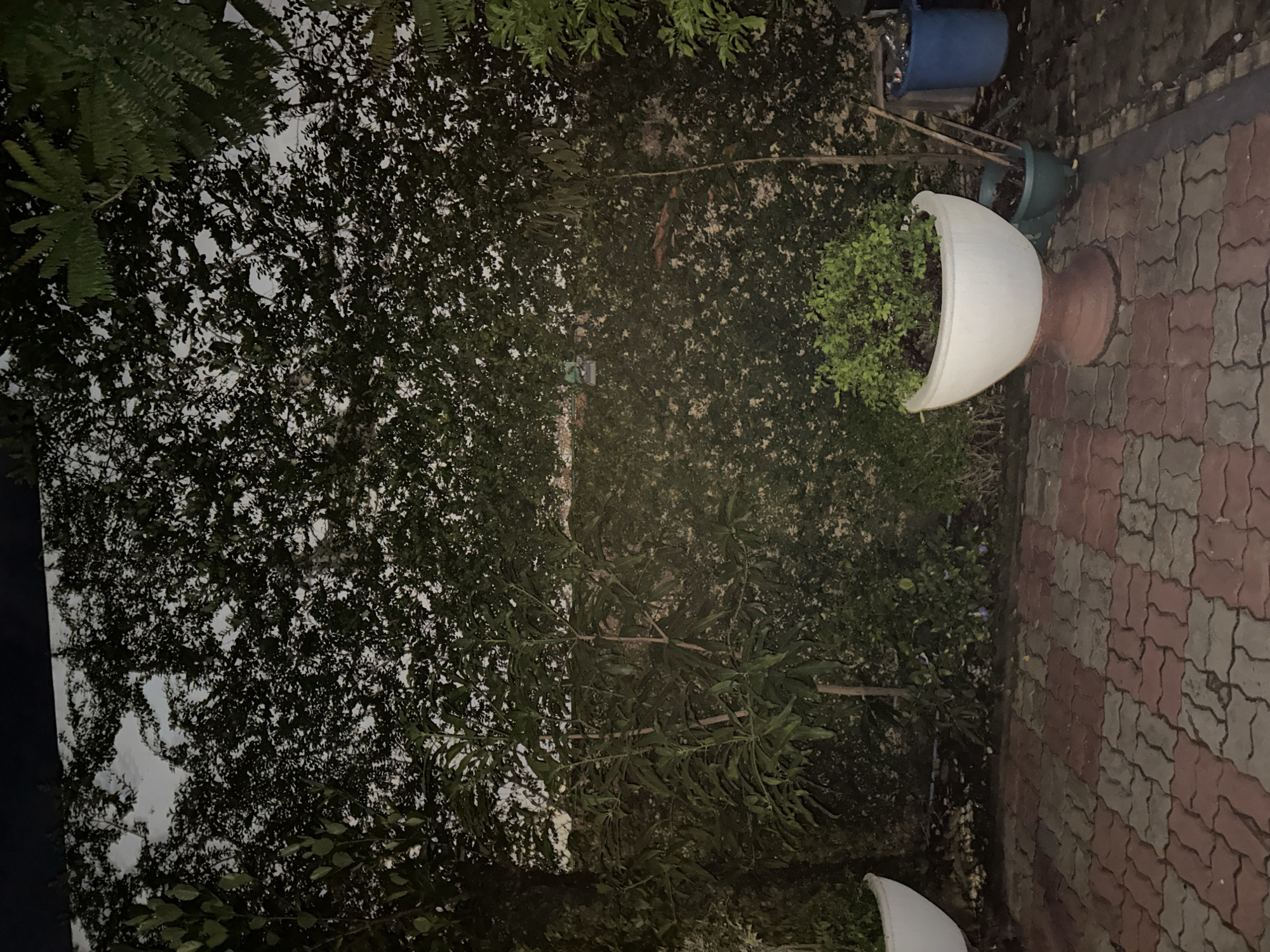 This is a low-light, medium-distance, eye-level outdoor shot of a garden area with a paved patio. The patio is made of interlocking red and grey bricks. A large white planter sits on the right side of the patio, containing a bushy green plant. To the left of this planter are two smaller green pots. Behind the planters, a dense green hedge forms a wall, with a thin tree trunk visible in front of it. The upper portion of the image is dominated by the hedge and some overhanging foliage. In the background, to the far right, is a blue garbage bin and other miscellaneous objects. The scene is likely a residential backyard or a public garden space.