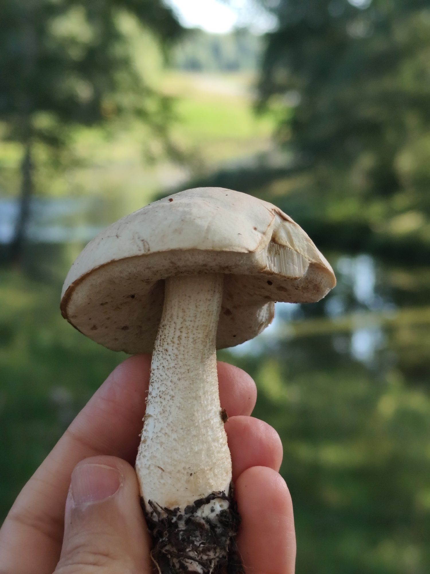 A person's hand holds a light-colored mushroom with a cap and stem, displaying the gills underneath the cap. The background is a blurred natural scene with green trees and a body of water, suggesting an outdoor environment, possibly near the town of Barlaksky, Russia.