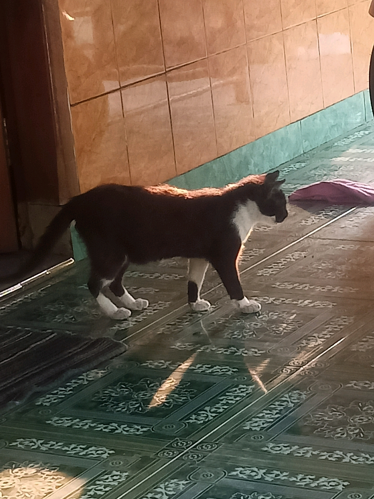 A black and white cat stands on a green tiled floor with an ornate pattern. The cat is facing right, its body angled slightly away from the viewer. Its fur is predominantly black with white markings on its chest and paws. Sunlight casts a sharp shadow of the cat onto the floor. In the background, a wall covered in beige tiles transitions to a turquoise baseboard. A purple object is partially visible on the floor to the right of the cat. The scene appears to be outdoors or in a well-lit interior space with natural light.