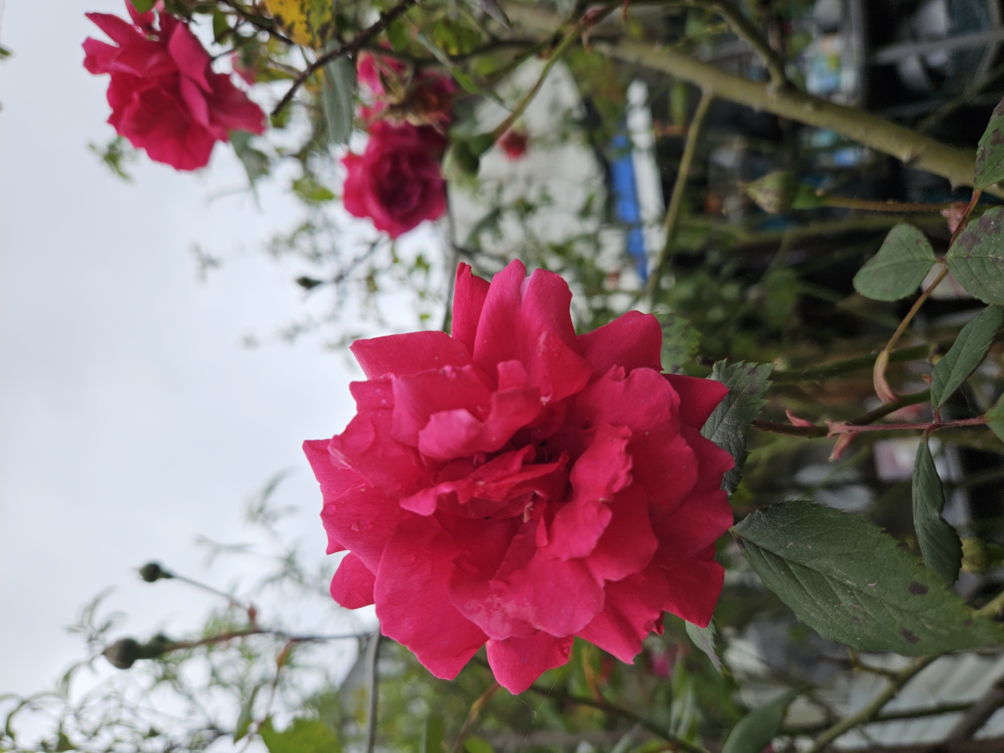 A close-up shot depicts a vibrant red rose in full bloom. Additional roses are visible in the background, along with green foliage and branches. The sky is overcast. The location is not determinable from the image.