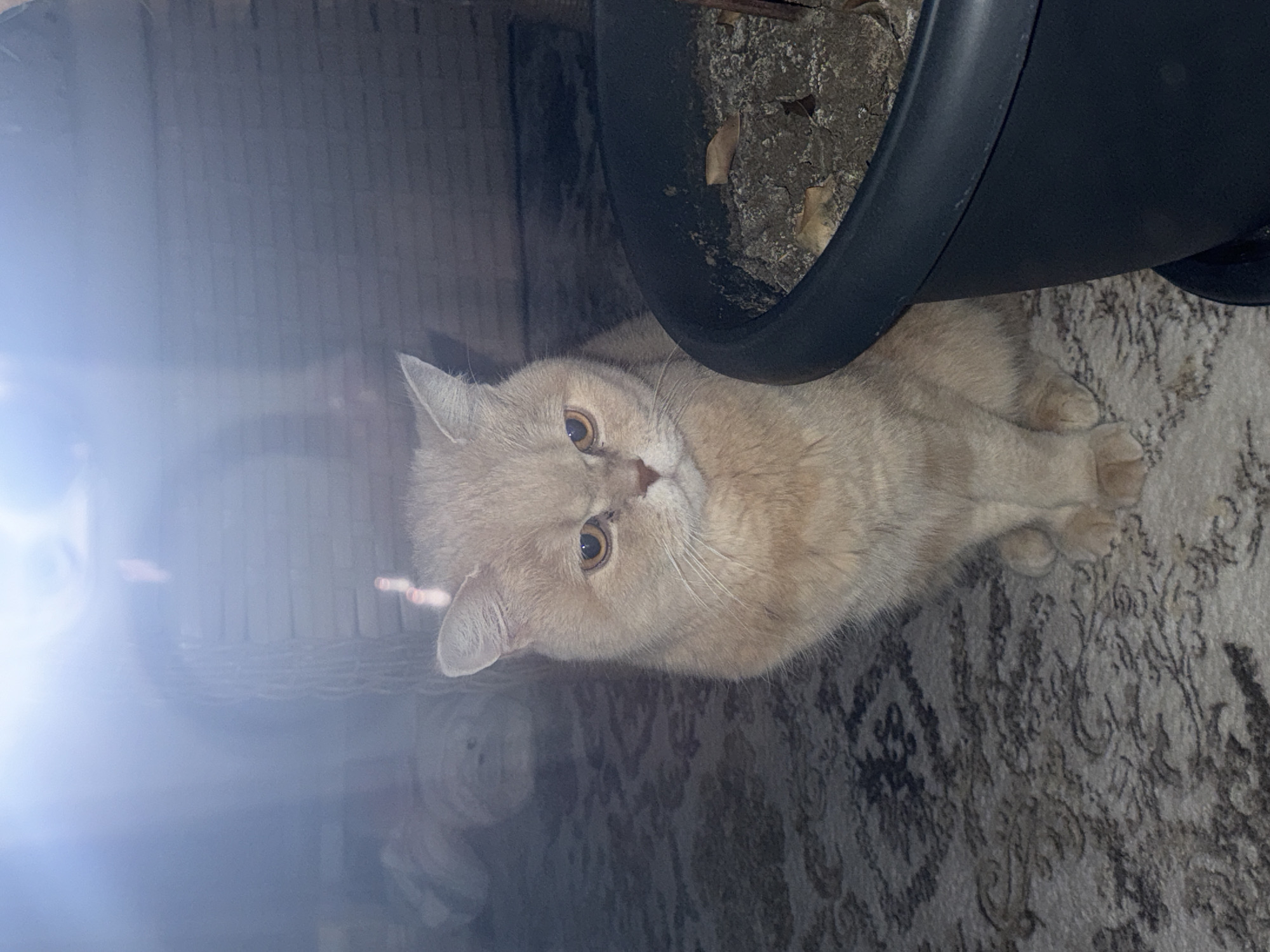 A light-orange cat lies on a patterned rug next to a black flower pot. The left side of the image is blurry.